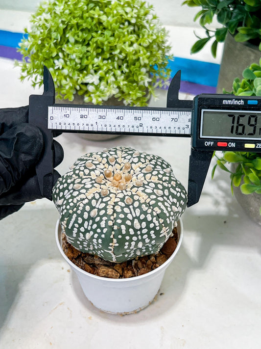 Custom Order- You'll receive the exact live plant (T2) (Y6) | NEVADA Plant Shop | 3" Pot