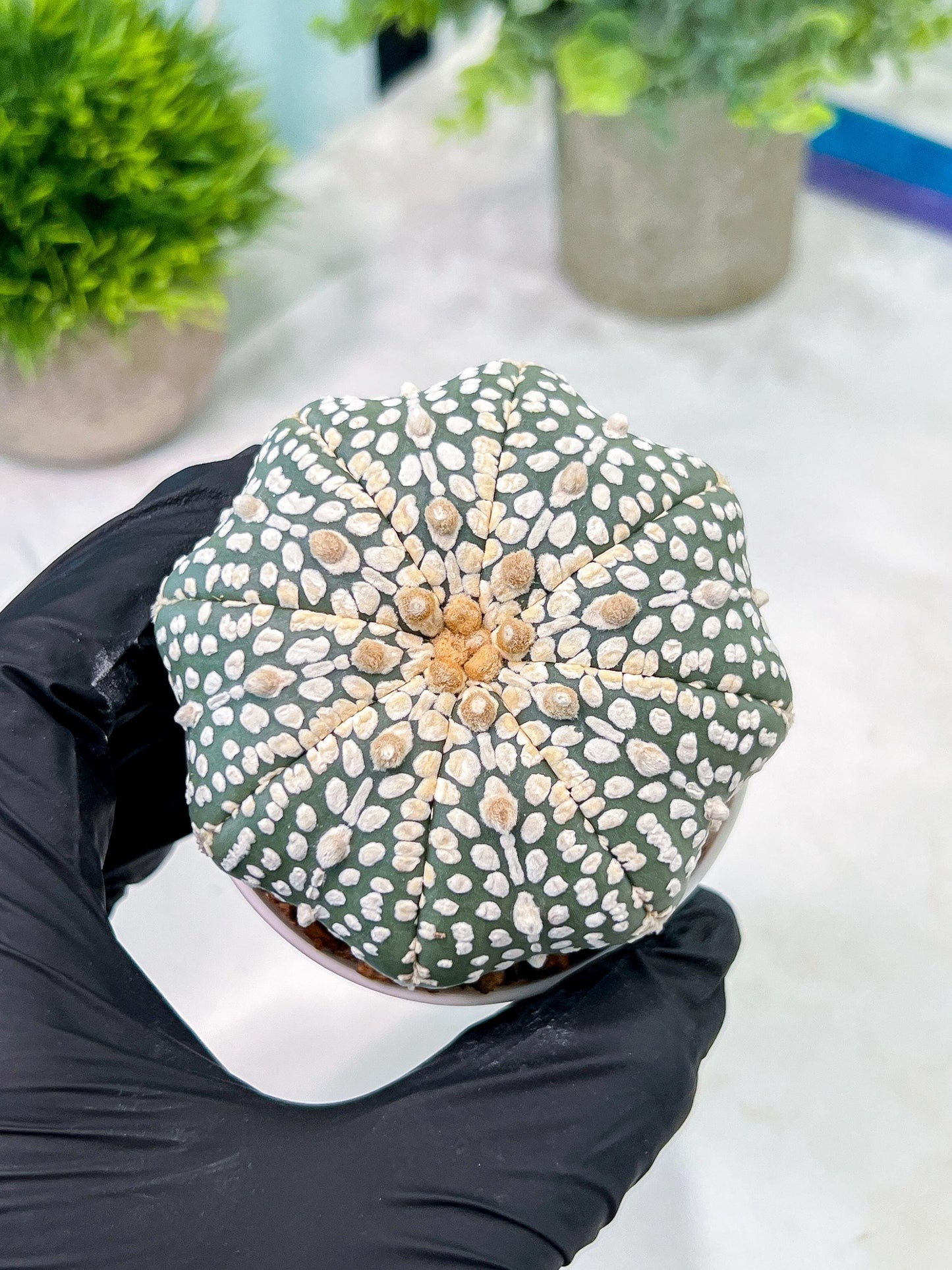 Custom Order- You'll receive the exact live plant (T2) (Y6) | NEVADA Plant Shop | 3" Pot