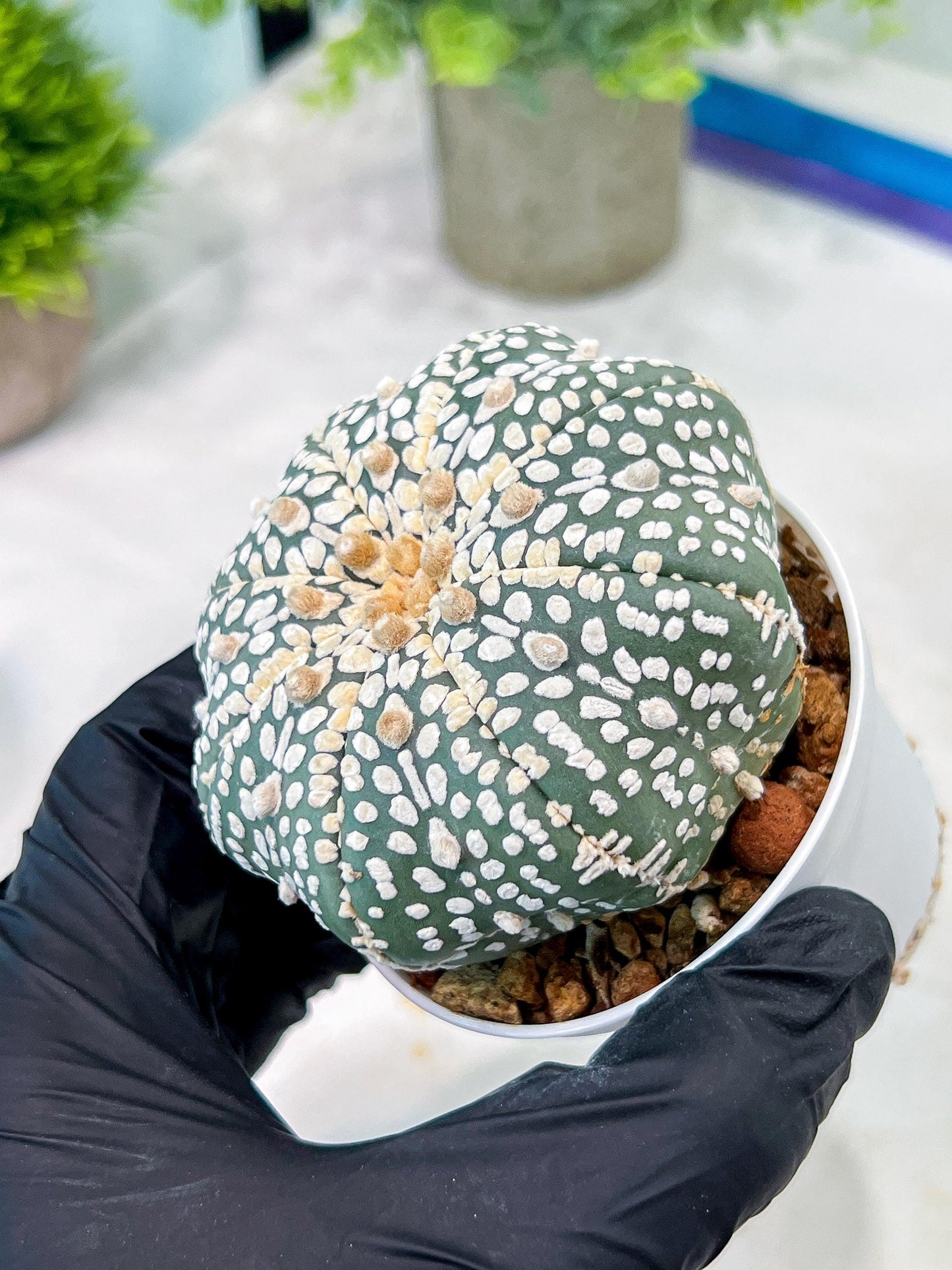 Custom Order- You'll receive the exact live plant (T2) (Y6) | NEVADA Plant Shop | 3" Pot