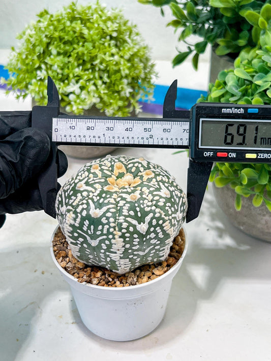 Custom Order- You'll receive the exact live plant (T2) (Y7) | NEVADA Seller | 3" Pot