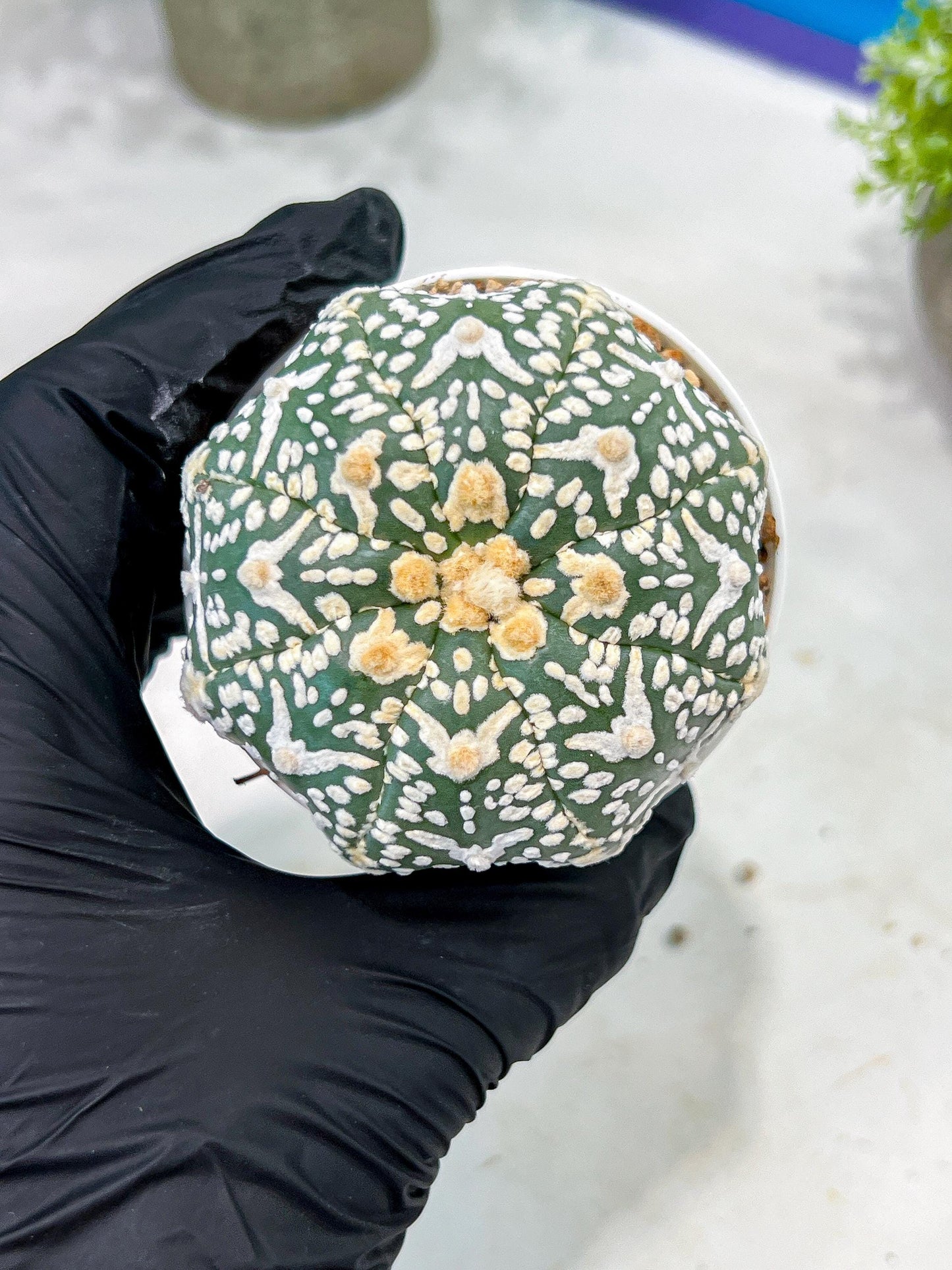 Custom Order- You'll receive the exact live plant (T2) (Y7) | NEVADA Seller | 3" Pot