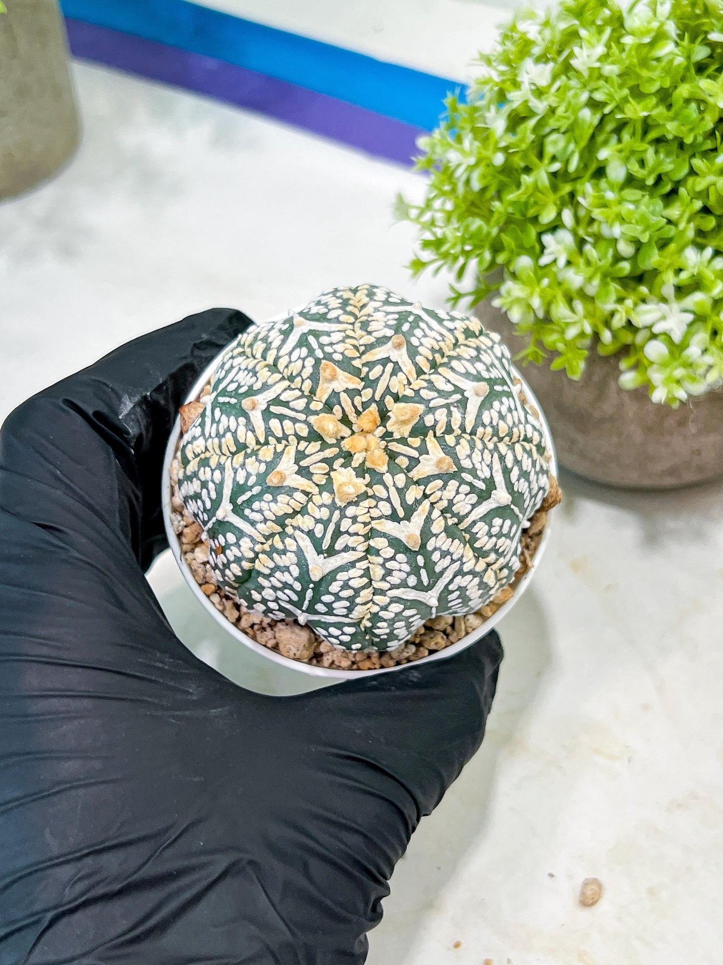 Custom Order- We’ll send you the exact live plant pictured (T2) (B1) | NEVADA Plant Seller | 3" Pot
