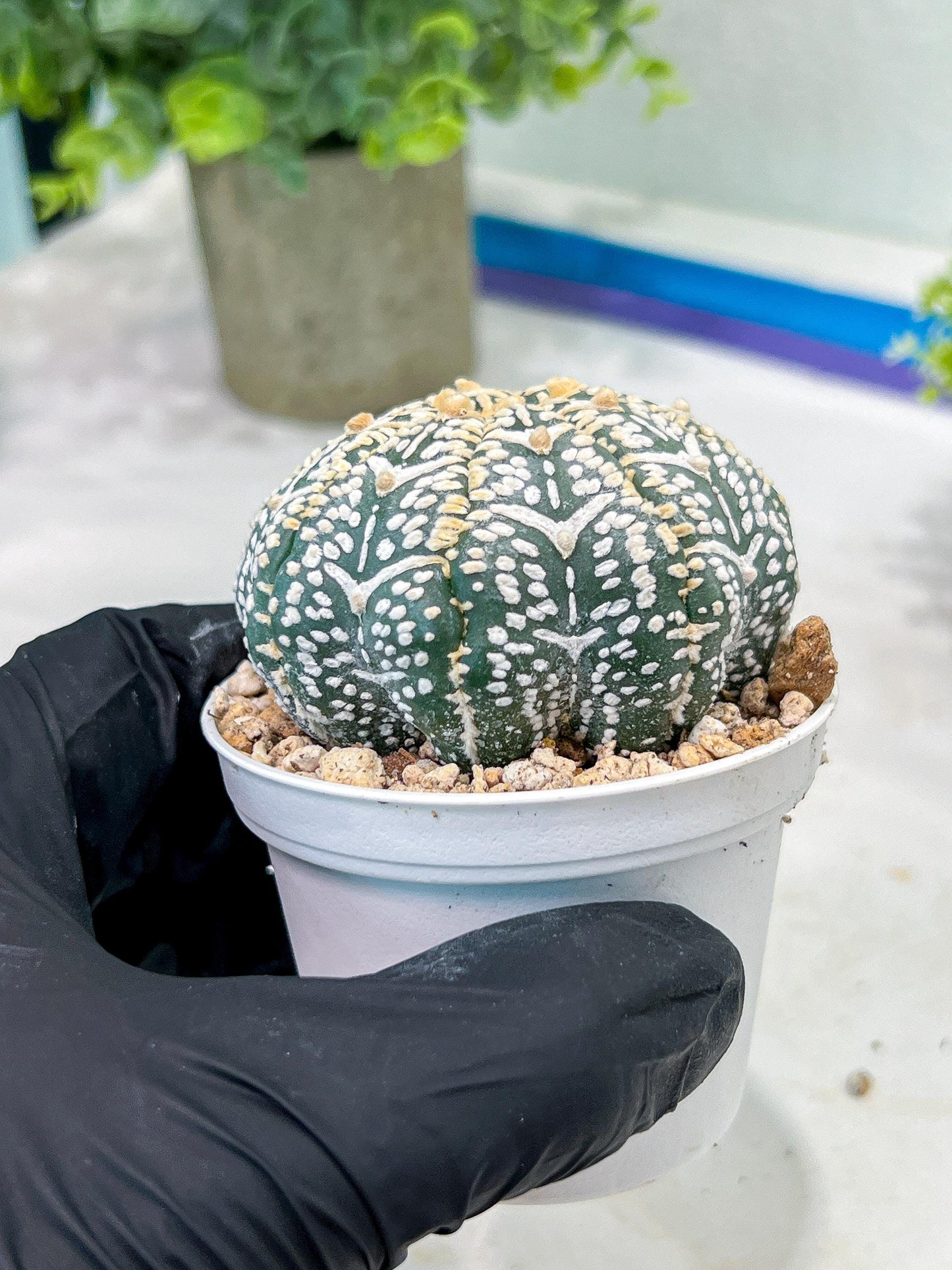 Custom Order- We’ll send you the exact live plant pictured (T2) (B1) | NEVADA Plant Seller | 3" Pot