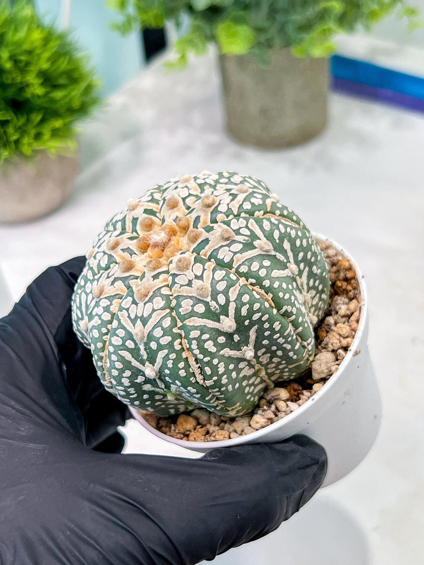 Custom Order- You'll receive the exact live plant (T2) (B2) | Las Vegas Seller | 3" Pot