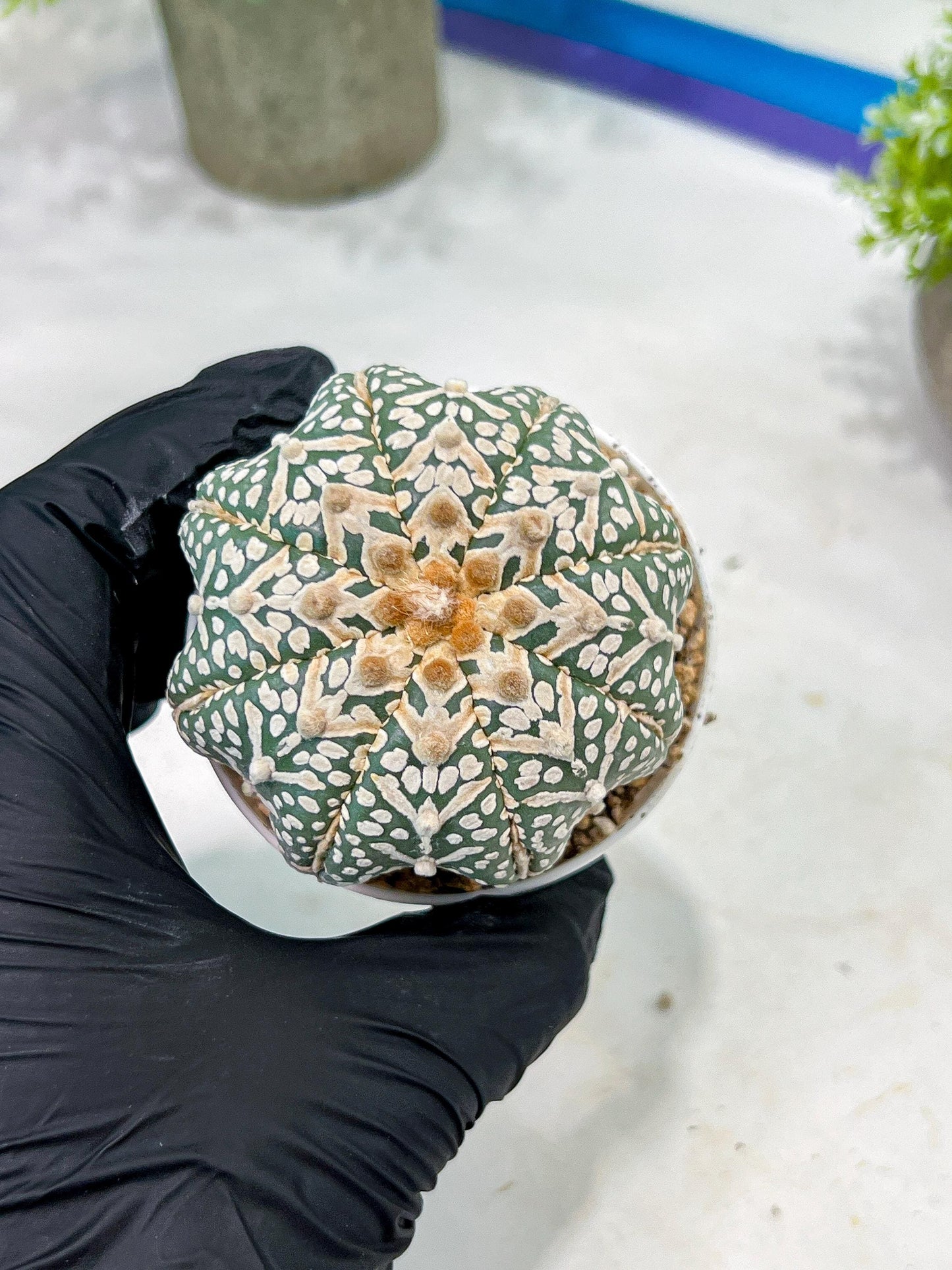 Custom Order- You'll receive the exact live plant (T2) (B2) | Las Vegas Seller | 3" Pot
