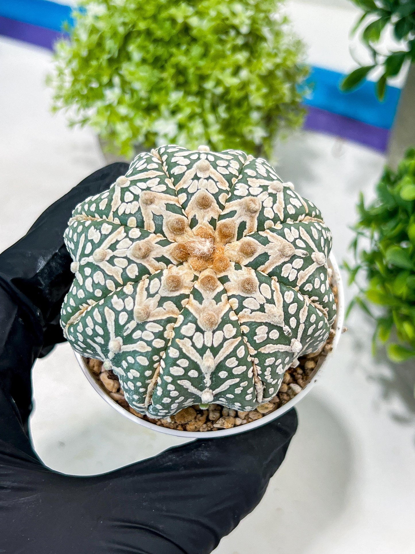 Custom Order- You'll receive the exact live plant (T2) (B2) | Las Vegas Seller | 3" Pot