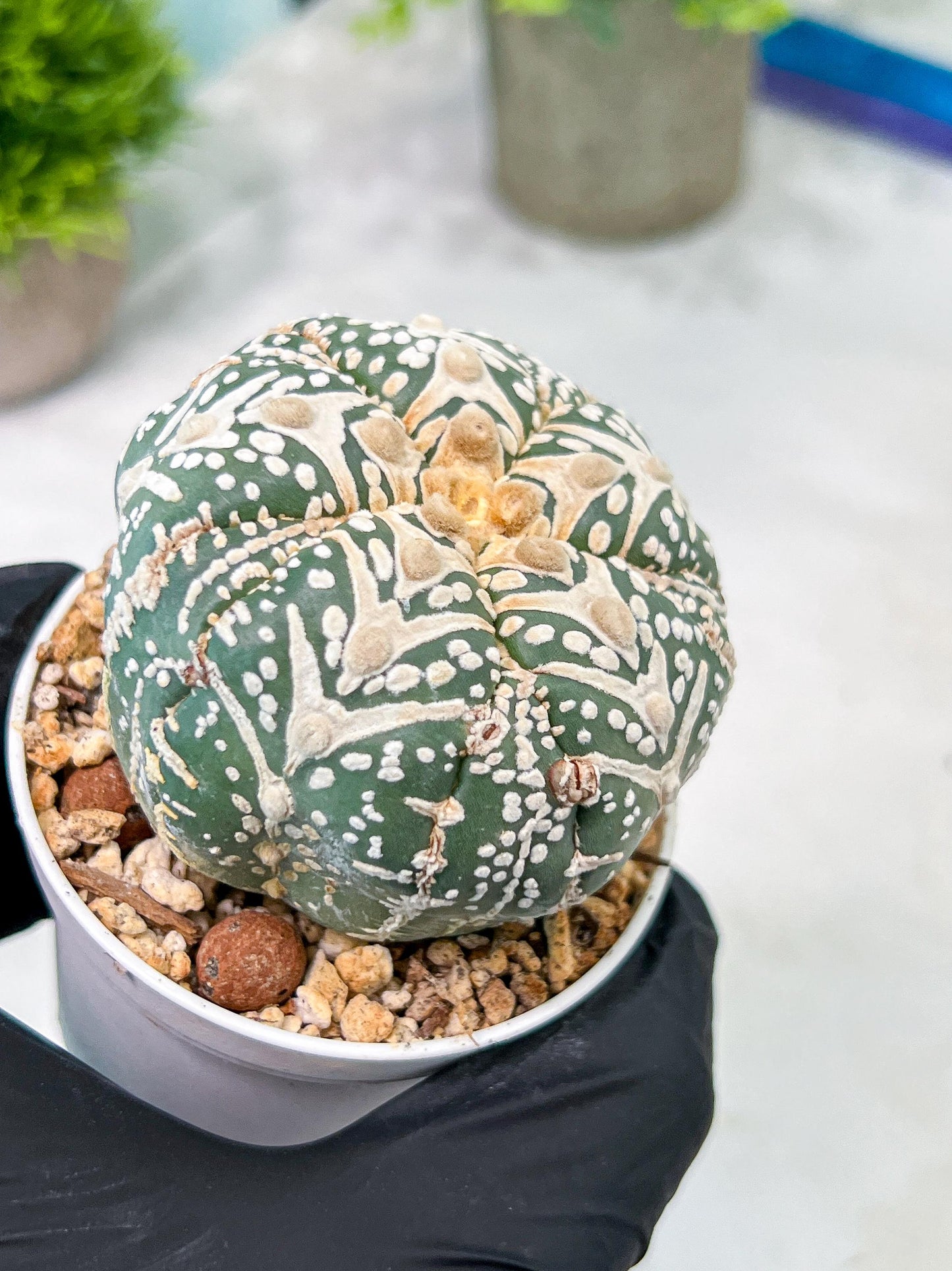 Custom Order- You will get the exact plant (T2) (B3) | USA Plant Seller | 3" Pot