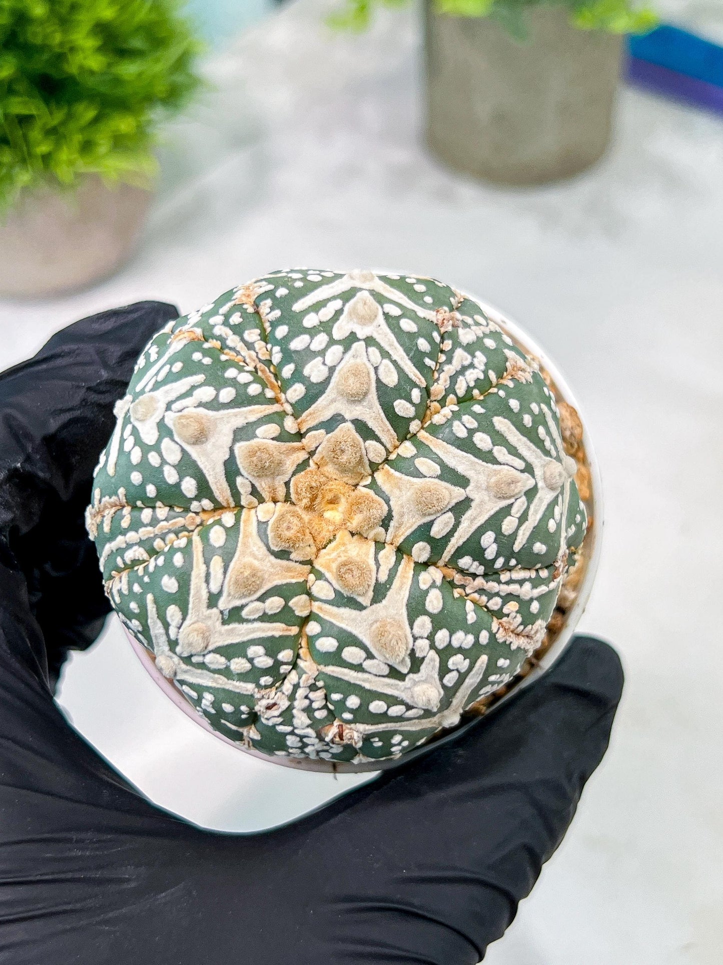 Custom Order- You will get the exact plant (T2) (B3) | USA Plant Seller | 3" Pot