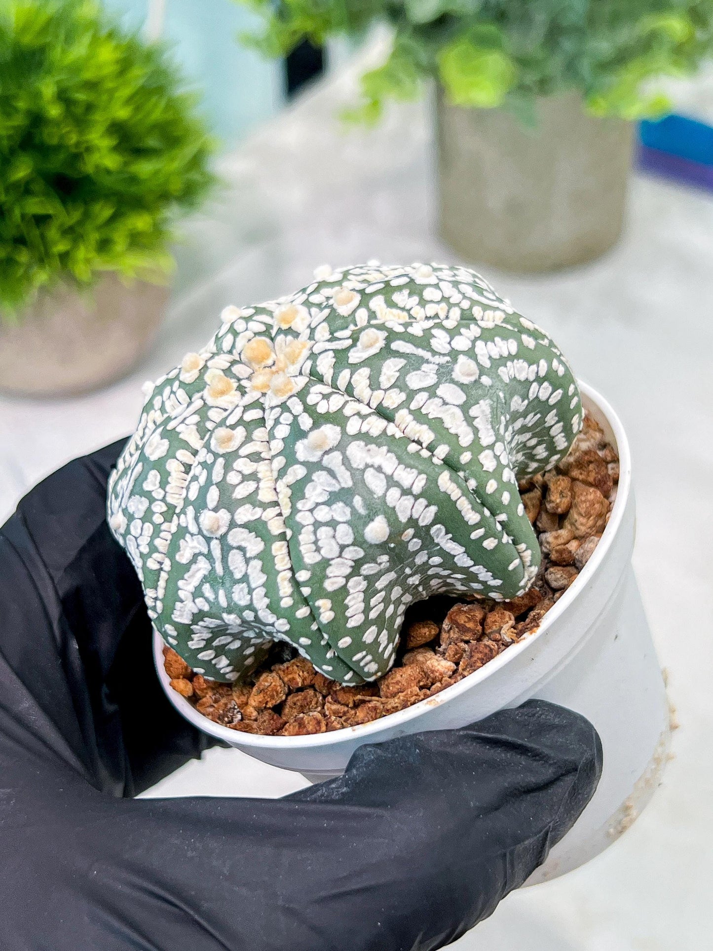 Custom Order- You'll receive the exact live plant (T2) (B4) | Las Vegas Plant | 3" Pot