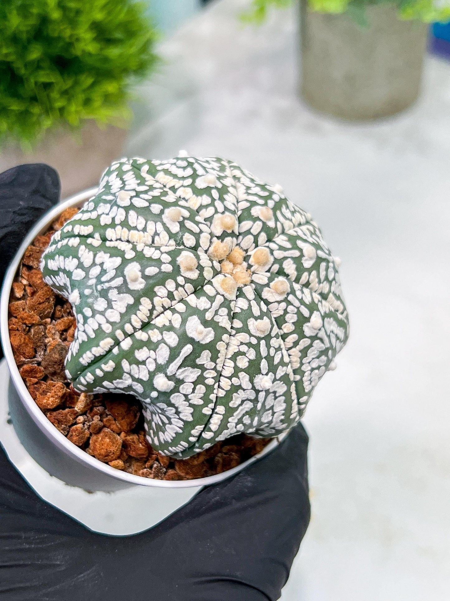 Custom Order- You'll receive the exact live plant (T2) (B4) | Las Vegas Plant | 3" Pot