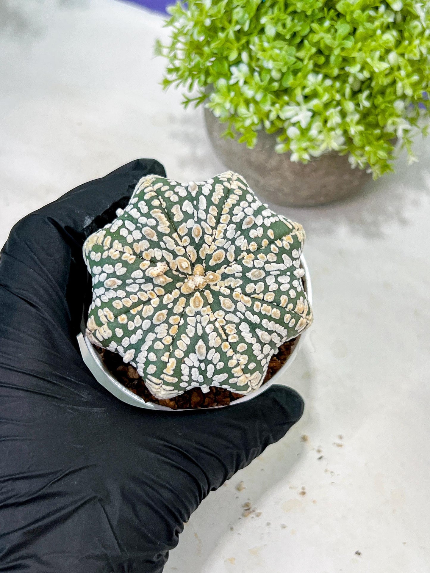 Custom Order- You'll receive the exact live plant (T2) (B5) | USA Plant Seller | 3" Pot