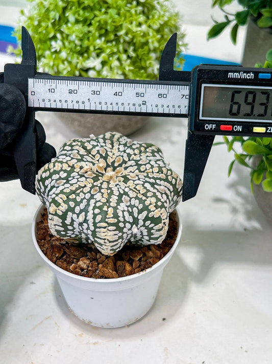 Custom Order- You'll receive the exact live plant (T2) (B5) | USA Plant Seller | 3" Pot