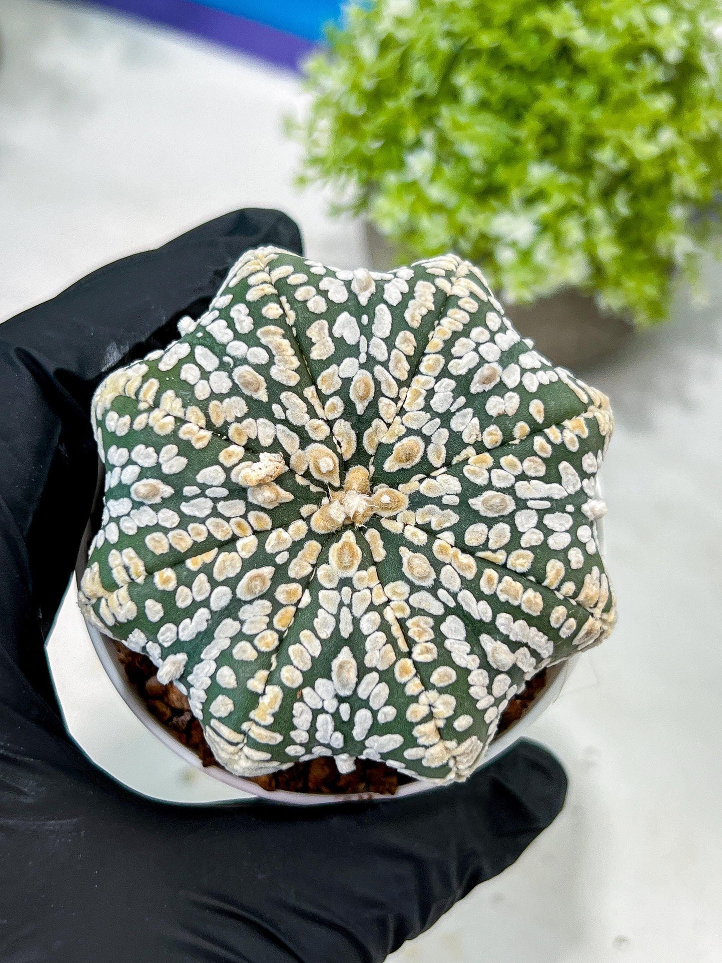 Custom Order- You'll receive the exact live plant (T2) (B5) | USA Plant Seller | 3" Pot