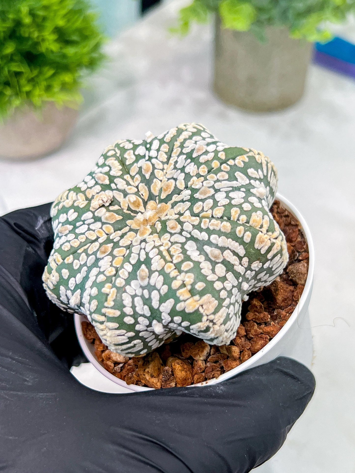 Custom Order- You'll receive the exact live plant (T2) (B5) | USA Plant Seller | 3" Pot