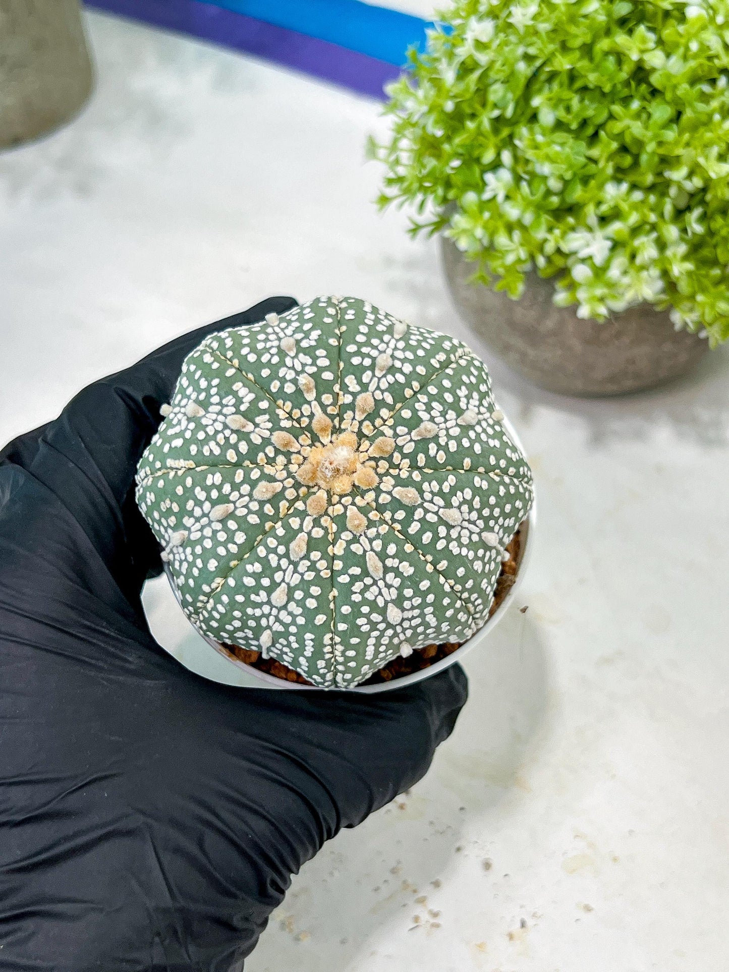 Custom Order- You'll receive the exact live plant (T2) (B6) | NEVADA Plant Shop | 3" Pot