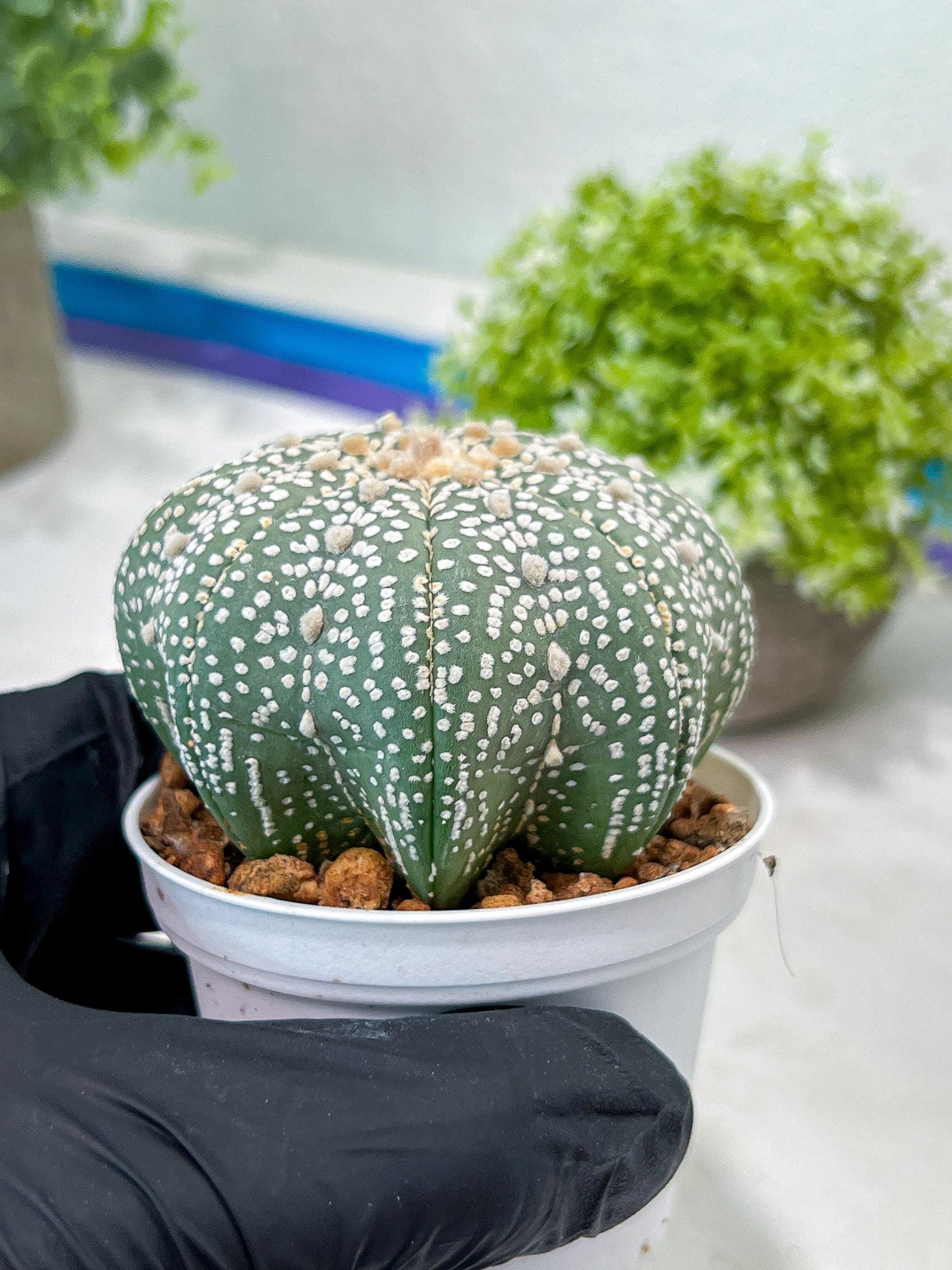 Custom Order- You'll receive the exact live plant (T2) (B6) | NEVADA Plant Shop | 3" Pot