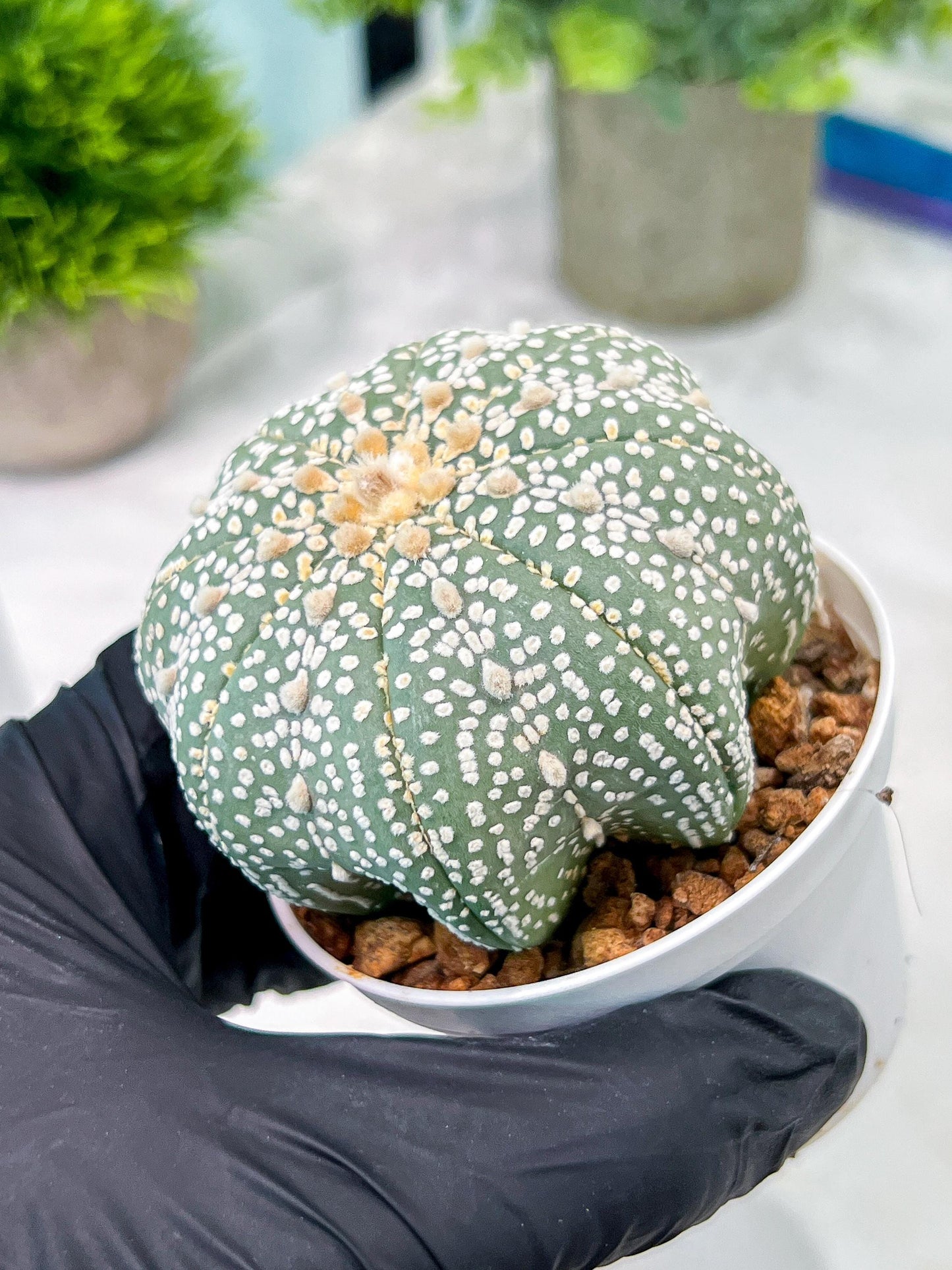 Custom Order- You'll receive the exact live plant (T2) (B6) | NEVADA Plant Shop | 3" Pot