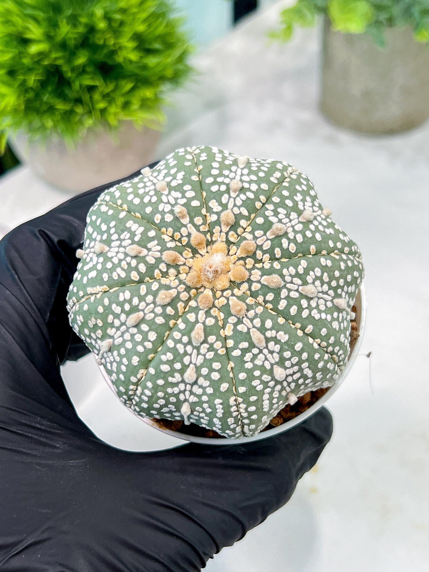 Custom Order- You'll receive the exact live plant (T2) (B6) | NEVADA Plant Shop | 3" Pot
