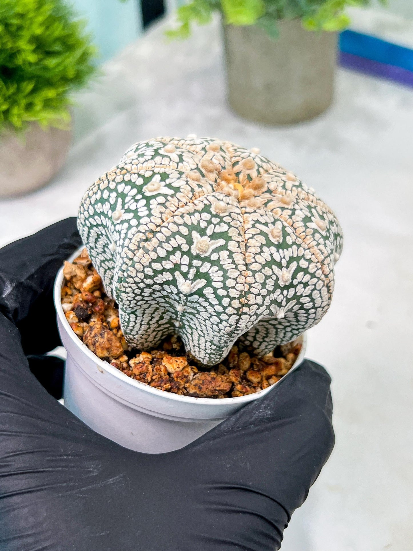 Custom Order- You'll receive the exact live plant (T2) (B7) | NEVADA Seller | 3" Pot