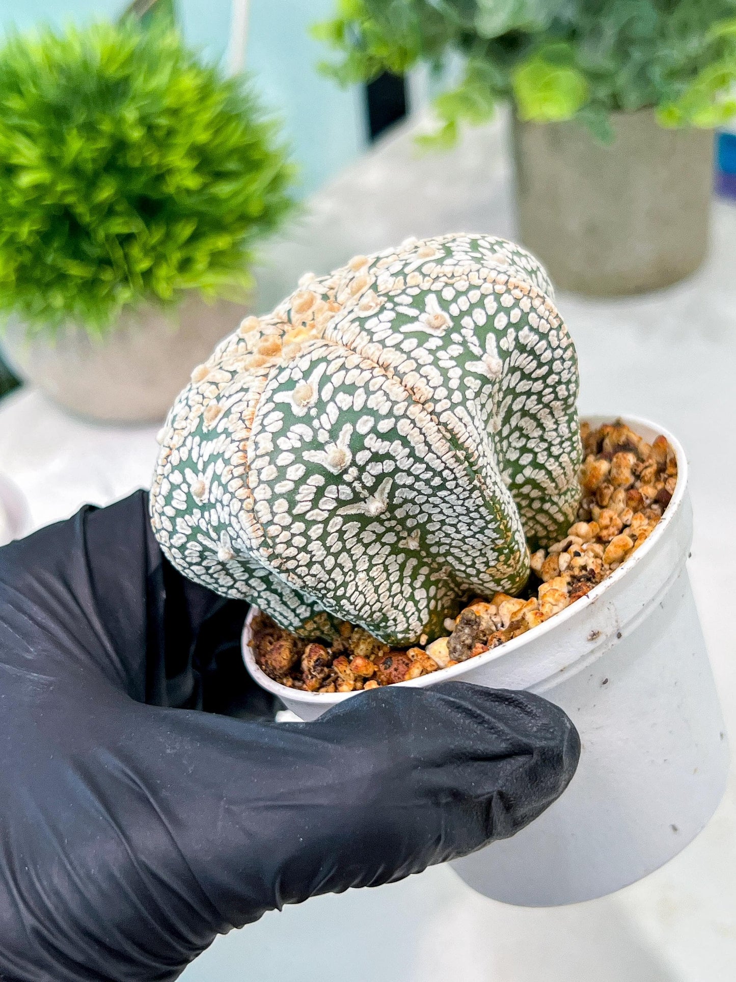 Custom Order- You'll receive the exact live plant (T2) (B7) | NEVADA Seller | 3" Pot