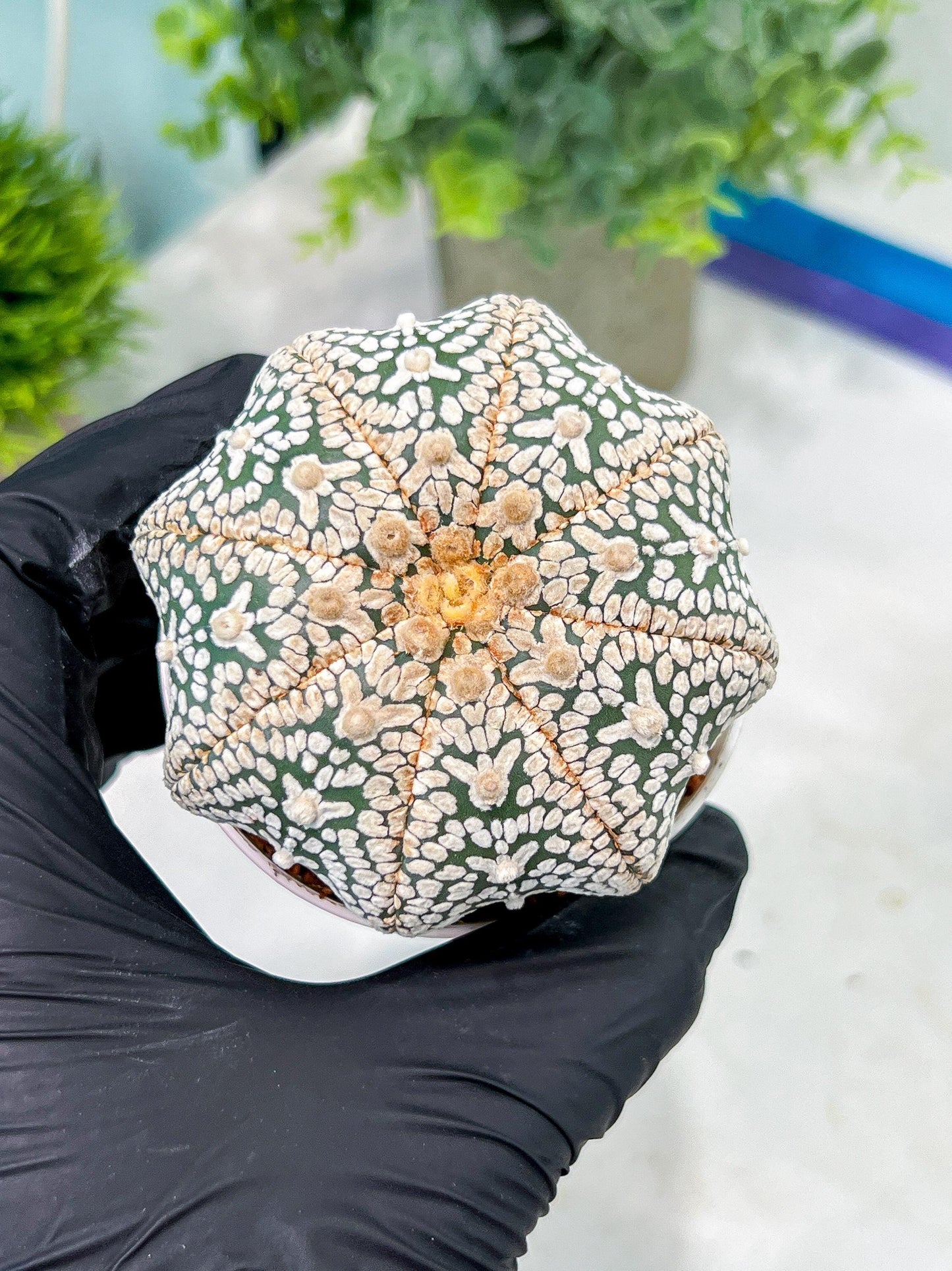 Custom Order- You'll receive the exact live plant (T2) (B7) | NEVADA Seller | 3" Pot