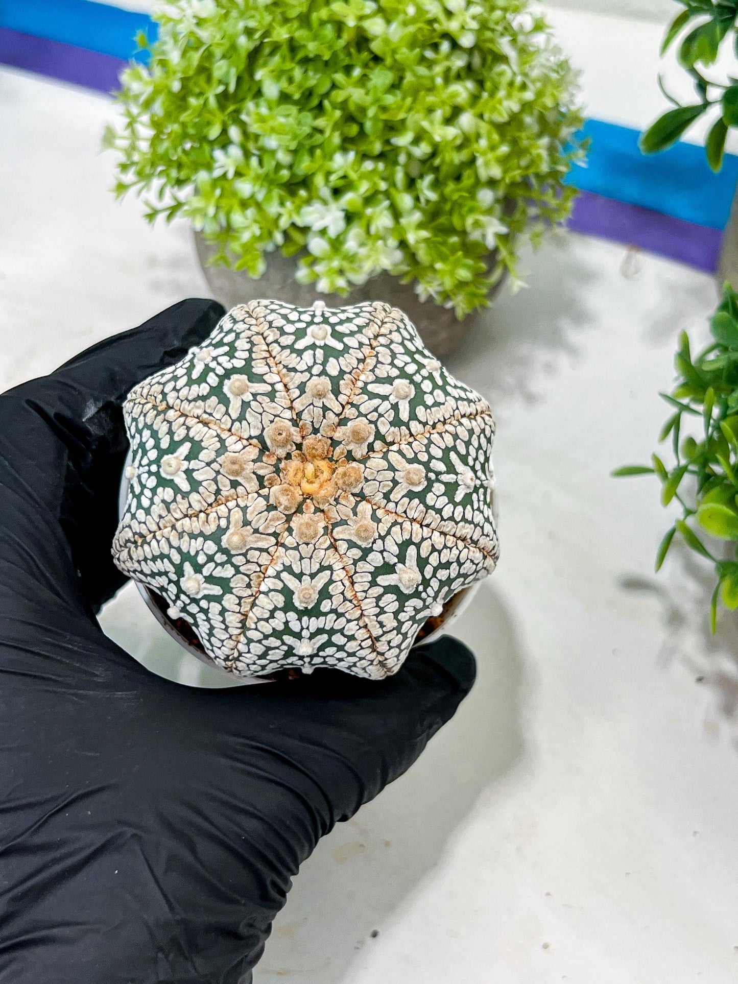 Custom Order- You'll receive the exact live plant (T2) (B7) | NEVADA Seller | 3" Pot