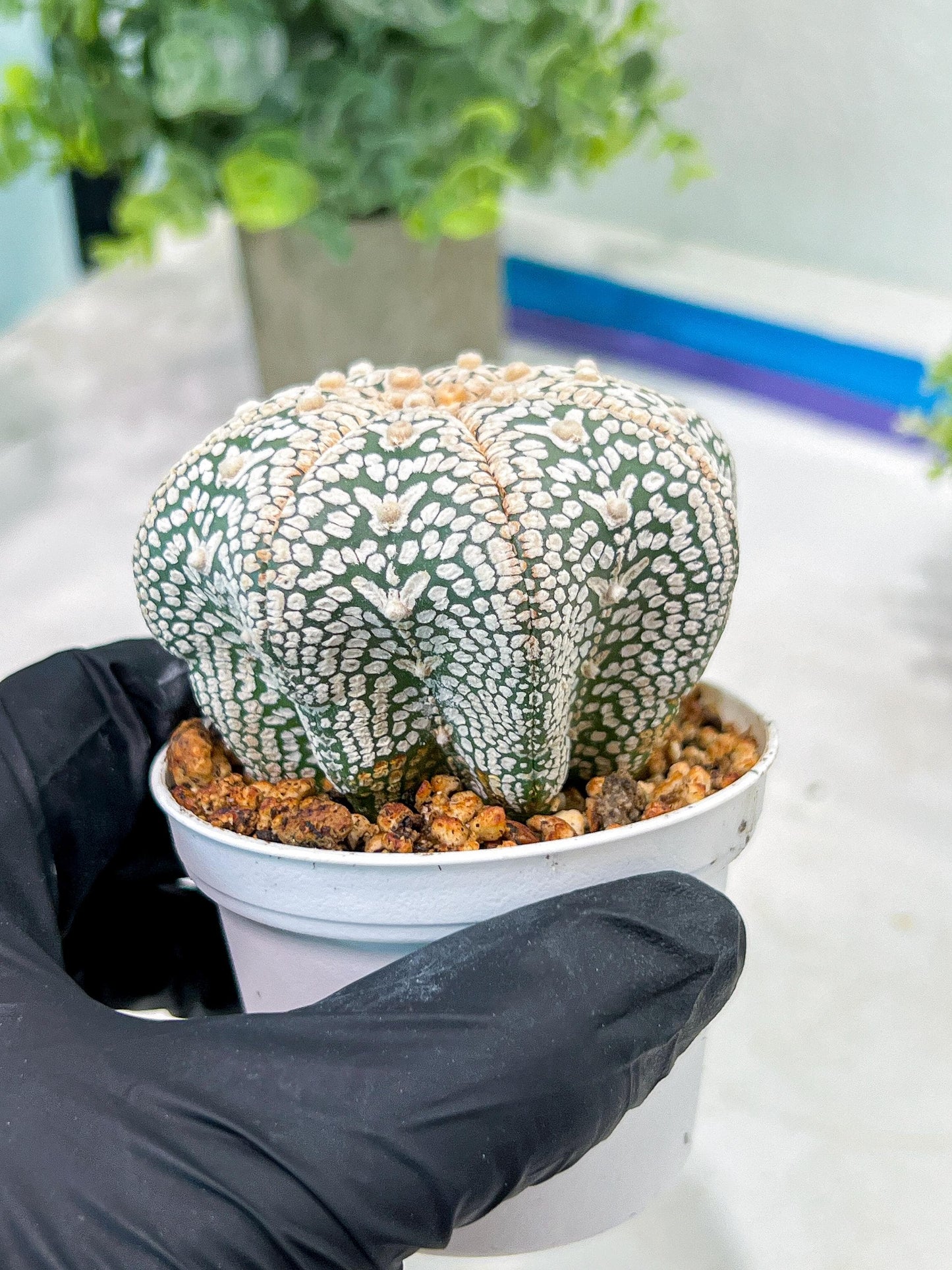 Custom Order- You'll receive the exact live plant (T2) (B7) | NEVADA Seller | 3" Pot