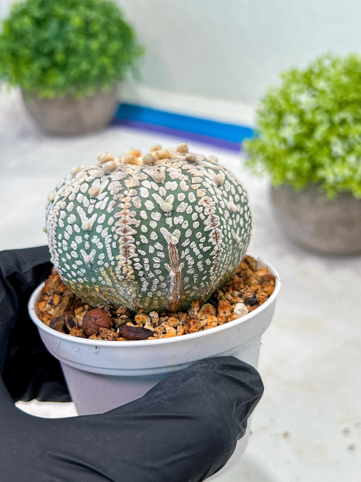 Custom Order- We’ll send you the exact live plant pictured (T3) (G1) | NEVADA Plant Seller | 3" Pot