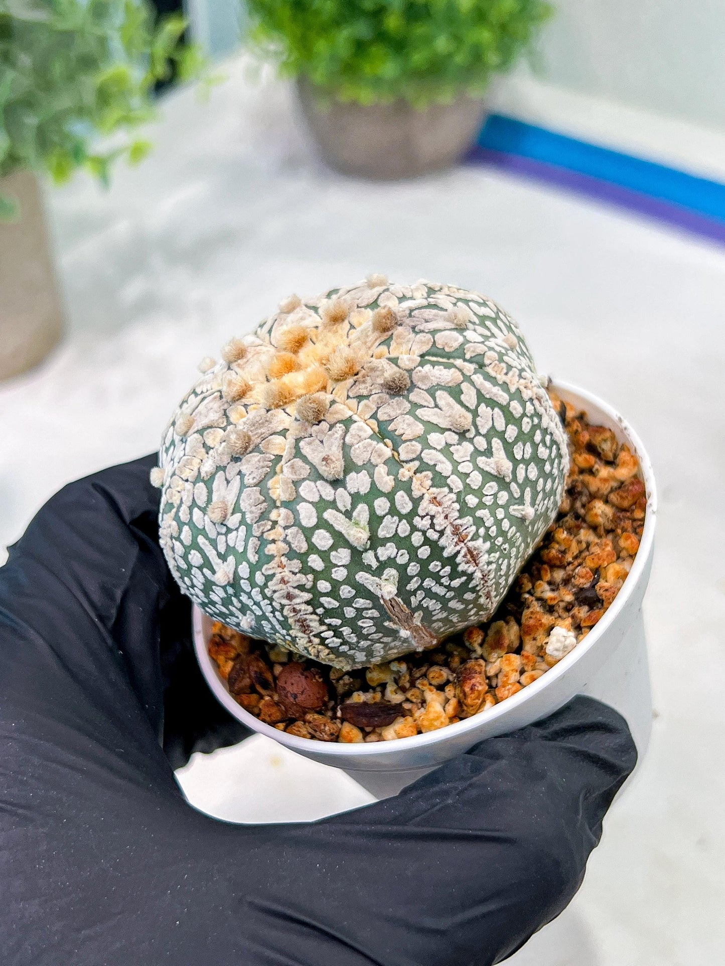 Custom Order- We’ll send you the exact live plant pictured (T3) (G1) | NEVADA Plant Seller | 3" Pot