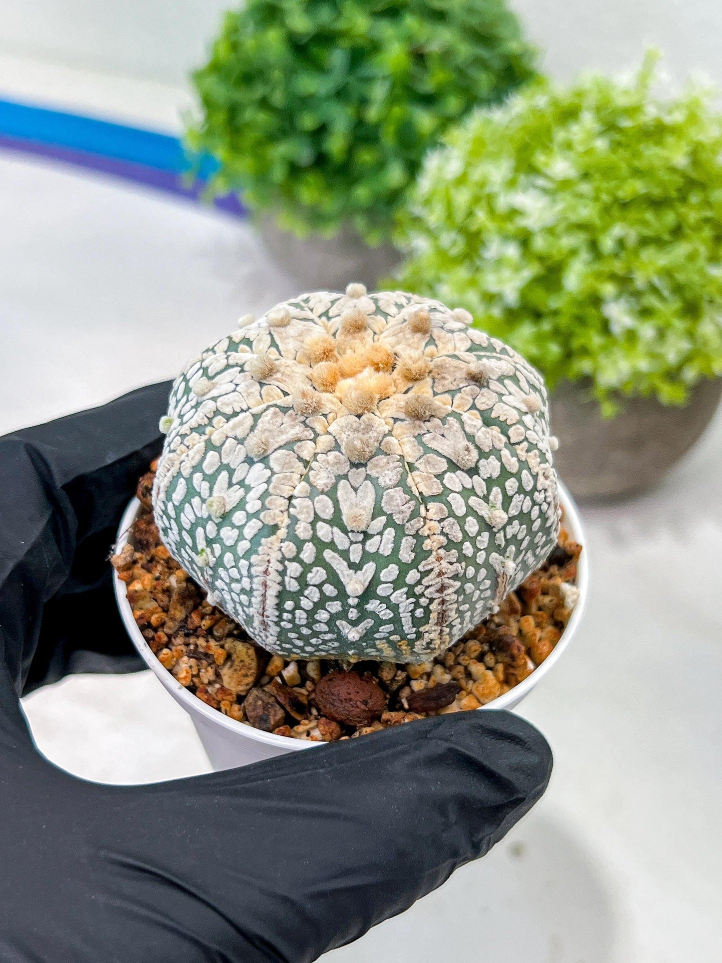 Custom Order- We’ll send you the exact live plant pictured (T3) (G1) | NEVADA Plant Seller | 3" Pot