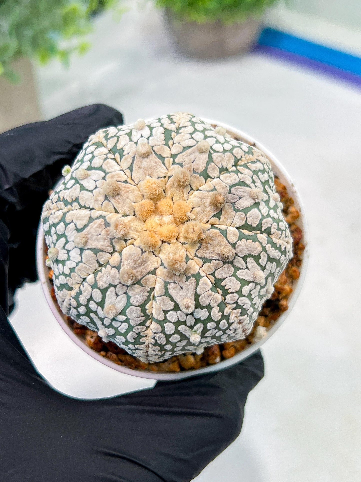 Custom Order- We’ll send you the exact live plant pictured (T3) (G1) | NEVADA Plant Seller | 3" Pot