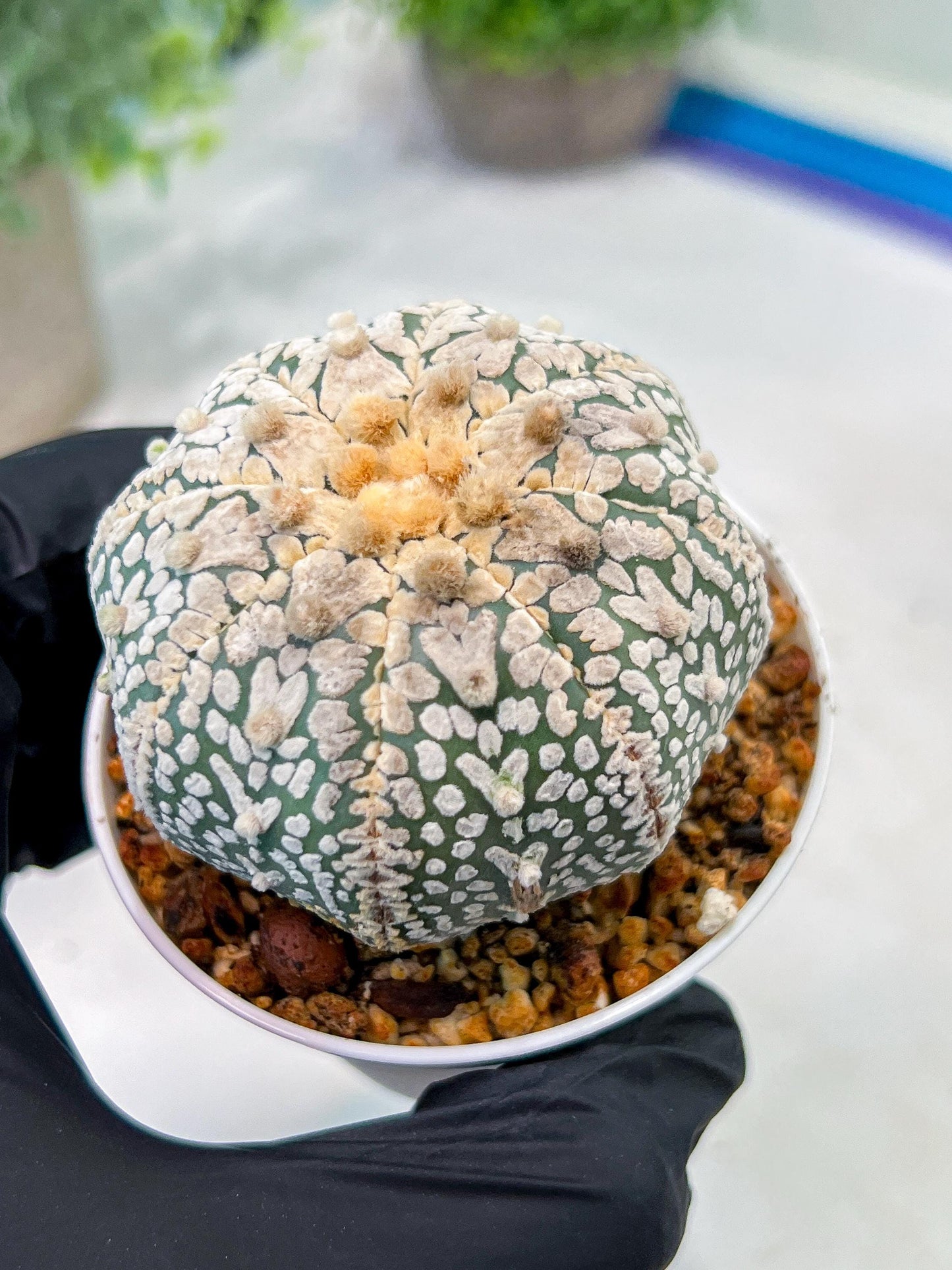 Custom Order- We’ll send you the exact live plant pictured (T3) (G1) | NEVADA Plant Seller | 3" Pot
