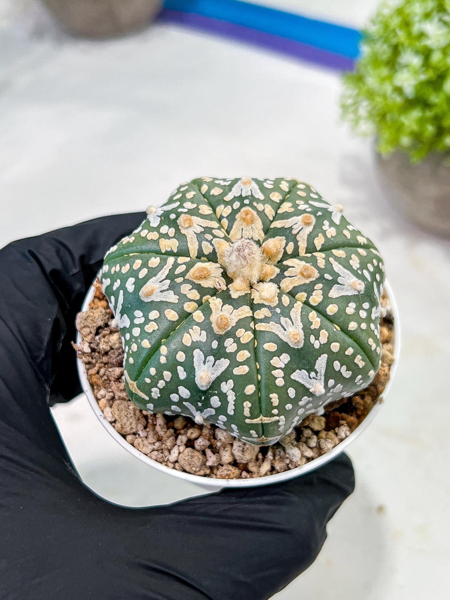 Custom Order- We’ll send you the exact live plant pictured (T3) (G2) | NEVADA Plant Seller | 3" Pot