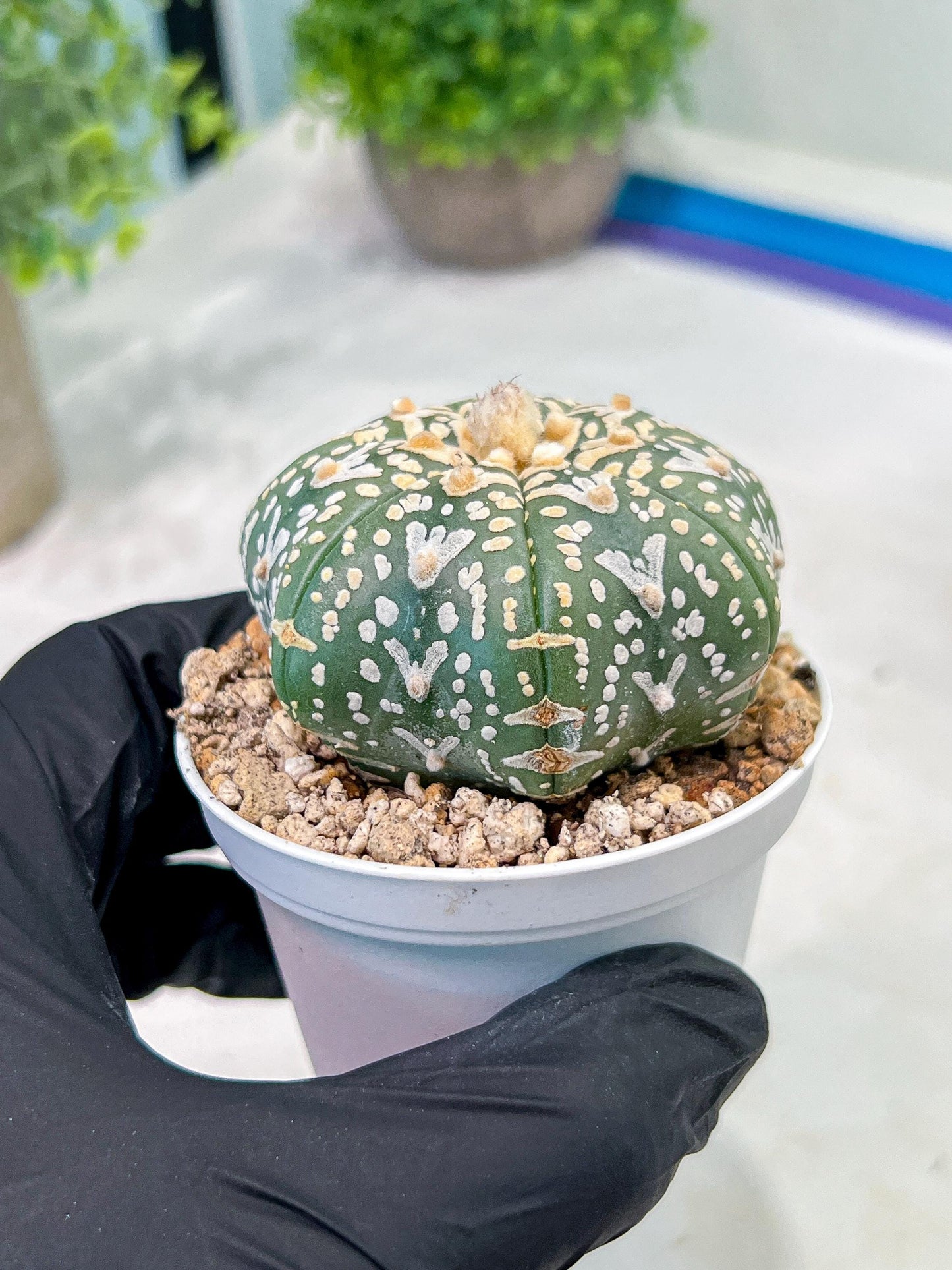 Custom Order- We’ll send you the exact live plant pictured (T3) (G2) | NEVADA Plant Seller | 3" Pot