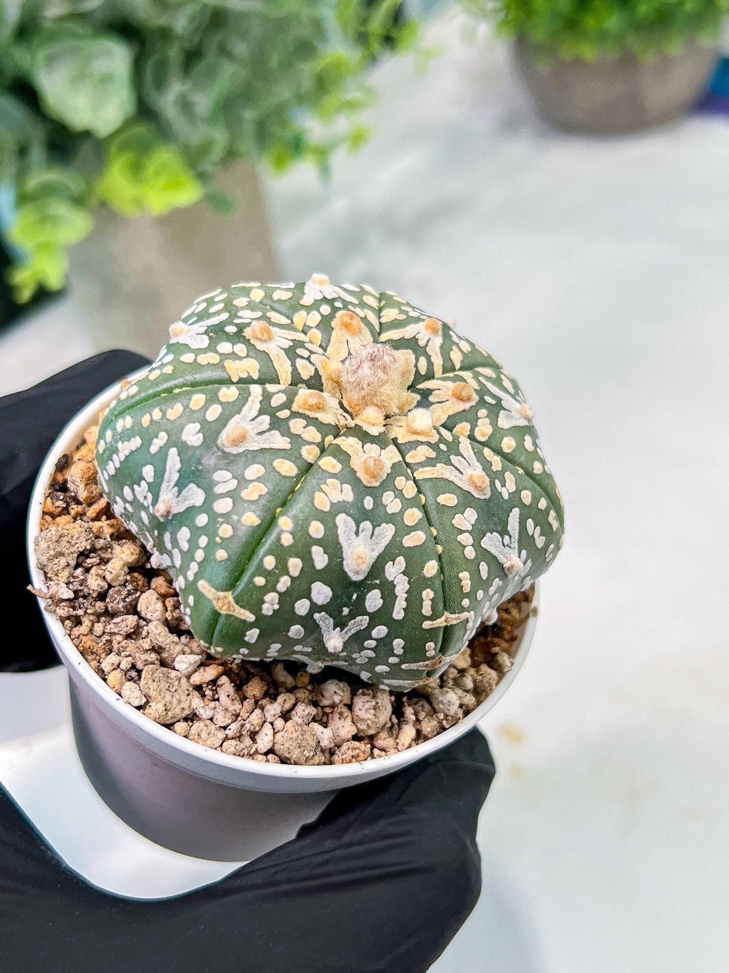 Custom Order- We’ll send you the exact live plant pictured (T3) (G2) | NEVADA Plant Seller | 3" Pot