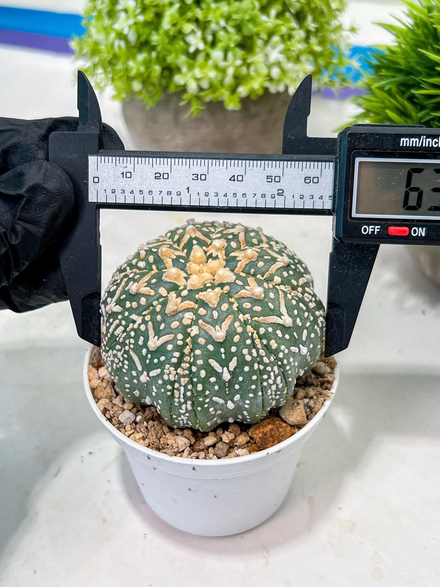 Custom Order- We’ll send you the exact live plant pictured (T3) (G3) | Las Vegas Plant Seller | 3" Pot