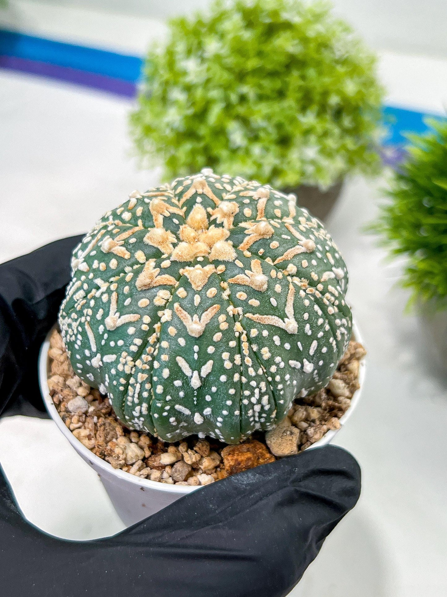 Custom Order- We’ll send you the exact live plant pictured (T3) (G3) | Las Vegas Plant Seller | 3" Pot