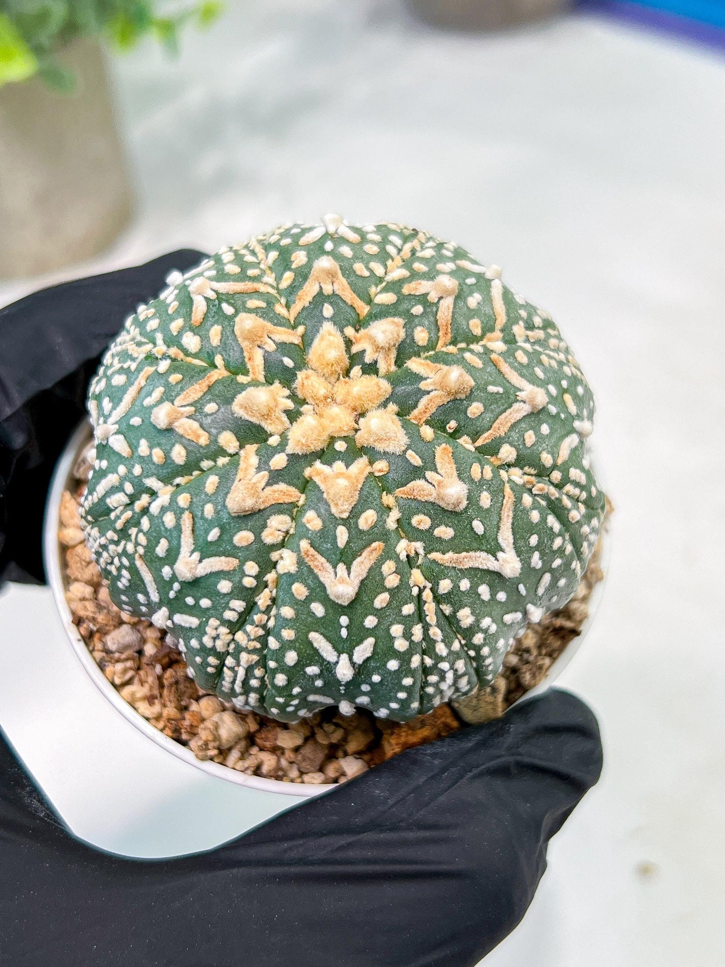 Custom Order- We’ll send you the exact live plant pictured (T3) (G3) | Las Vegas Plant Seller | 3" Pot