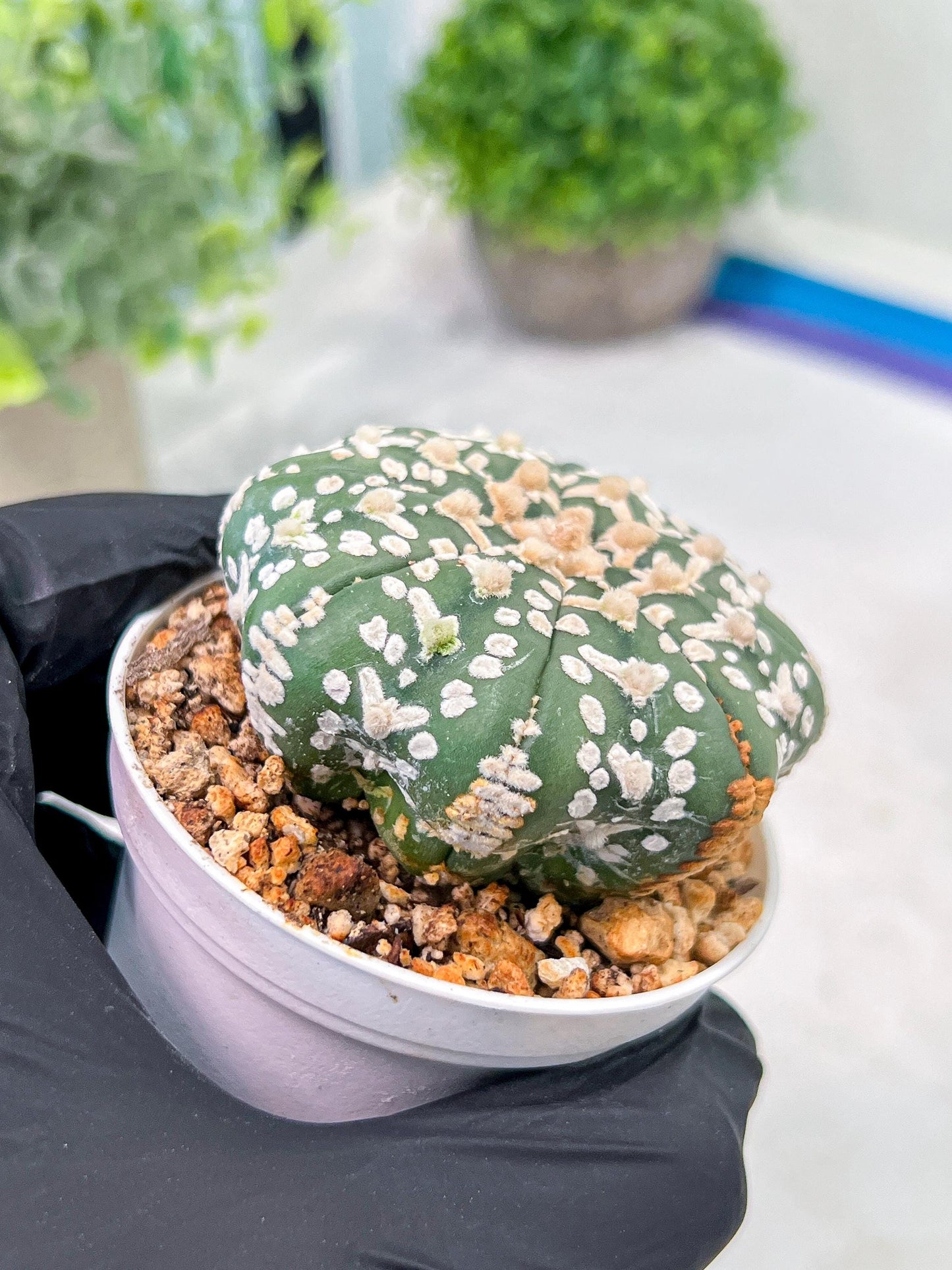 Custom Order- We’ll send you the exact live plant pictured (T3) (G4) | Vegas Seller | 3" Pot