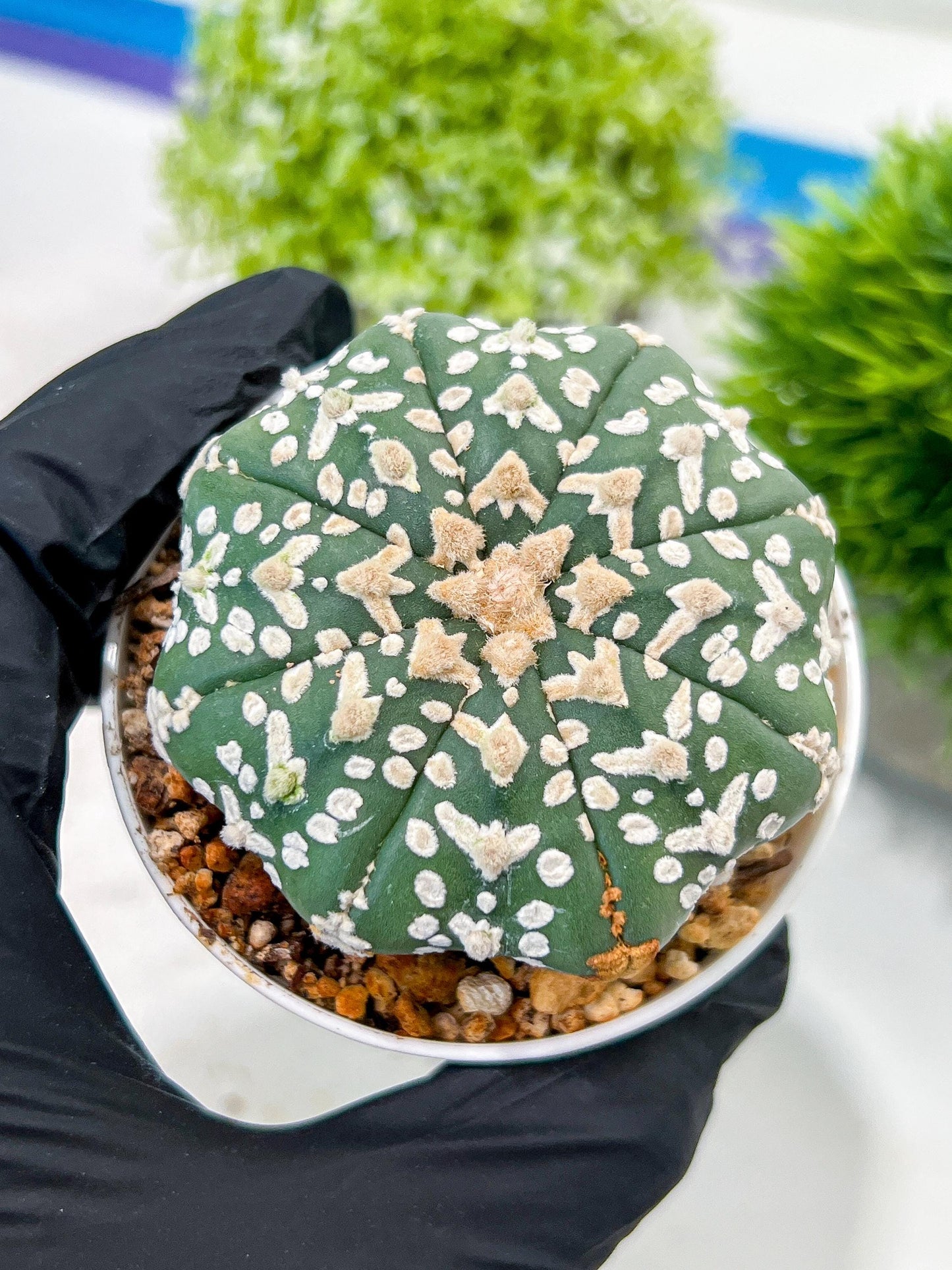 Custom Order- We’ll send you the exact live plant pictured (T3) (G4) | Vegas Seller | 3" Pot