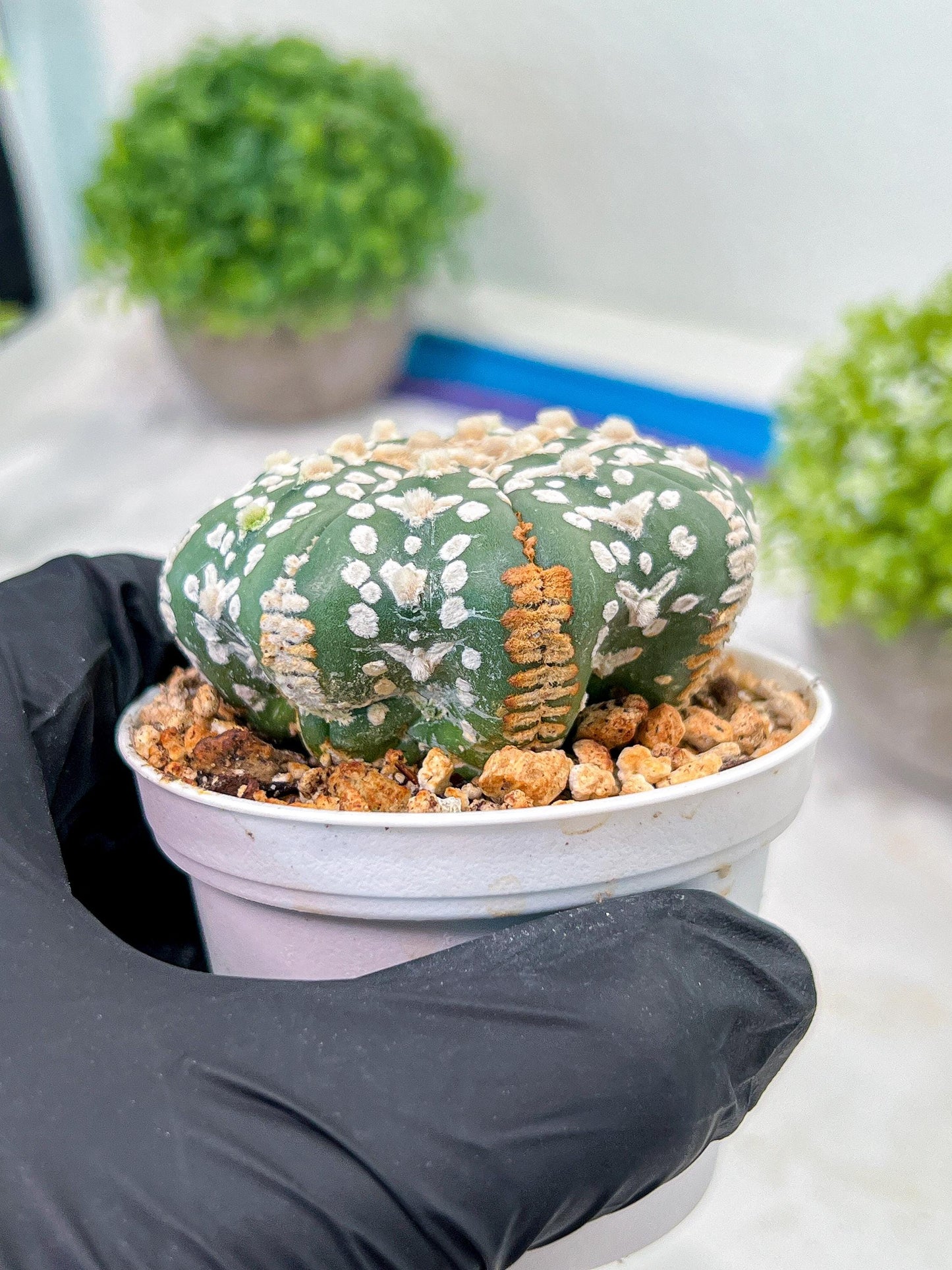 Custom Order- We’ll send you the exact live plant pictured (T3) (G4) | Vegas Seller | 3" Pot