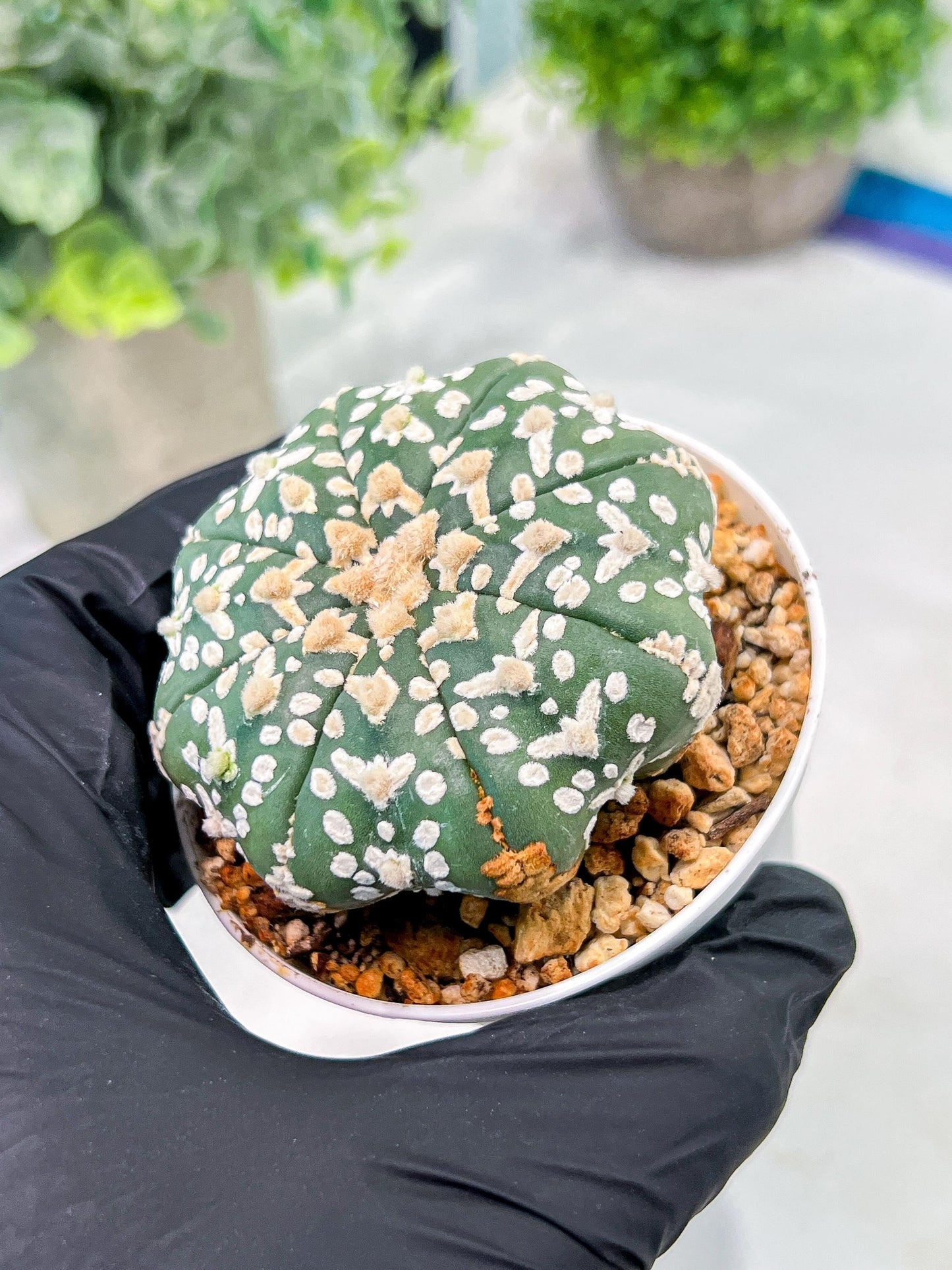 Custom Order- We’ll send you the exact live plant pictured (T3) (G4) | Vegas Seller | 3" Pot