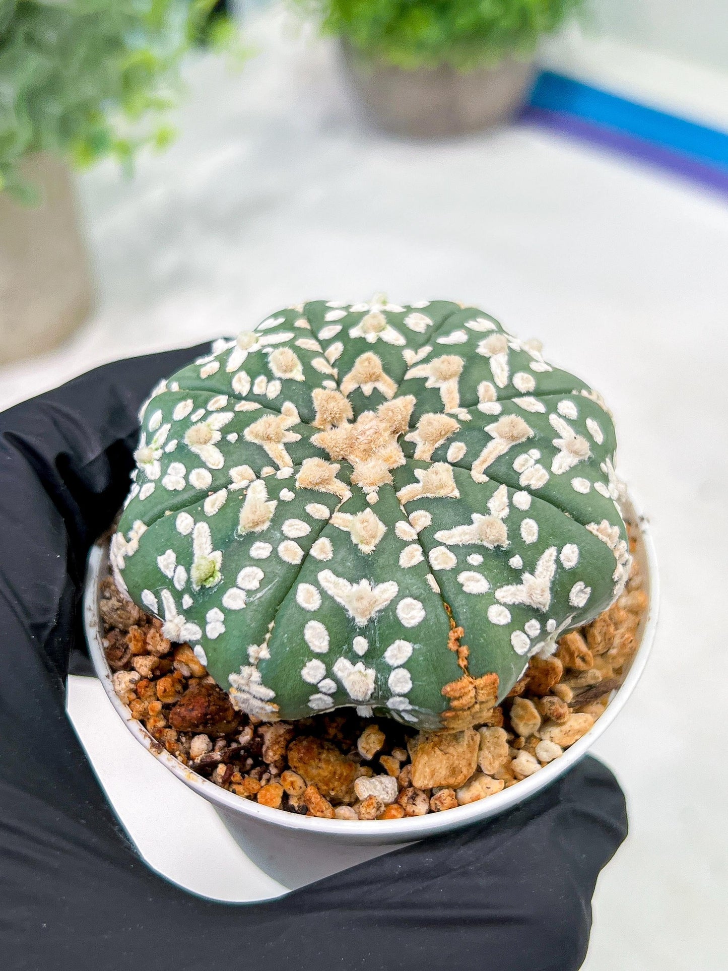 Custom Order- We’ll send you the exact live plant pictured (T3) (G4) | Vegas Seller | 3" Pot