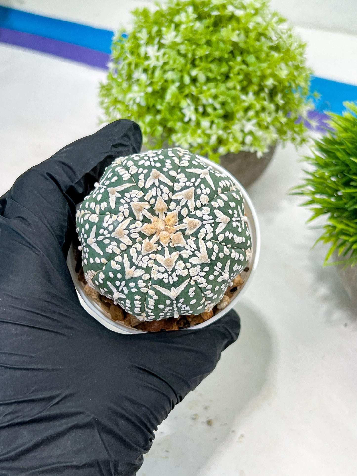 Custom Order- We’ll send you the exact live plant pictured (T3) (G6) | Ship from USA | 3" Pot