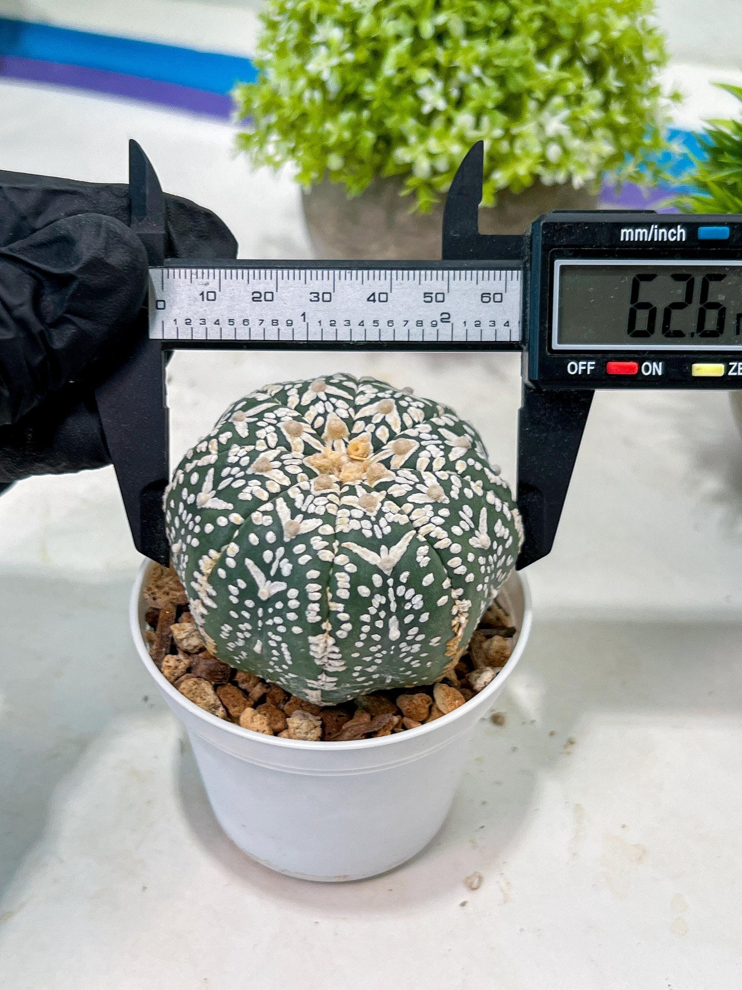 Custom Order- We’ll send you the exact live plant pictured (T3) (G6) | Ship from USA | 3" Pot