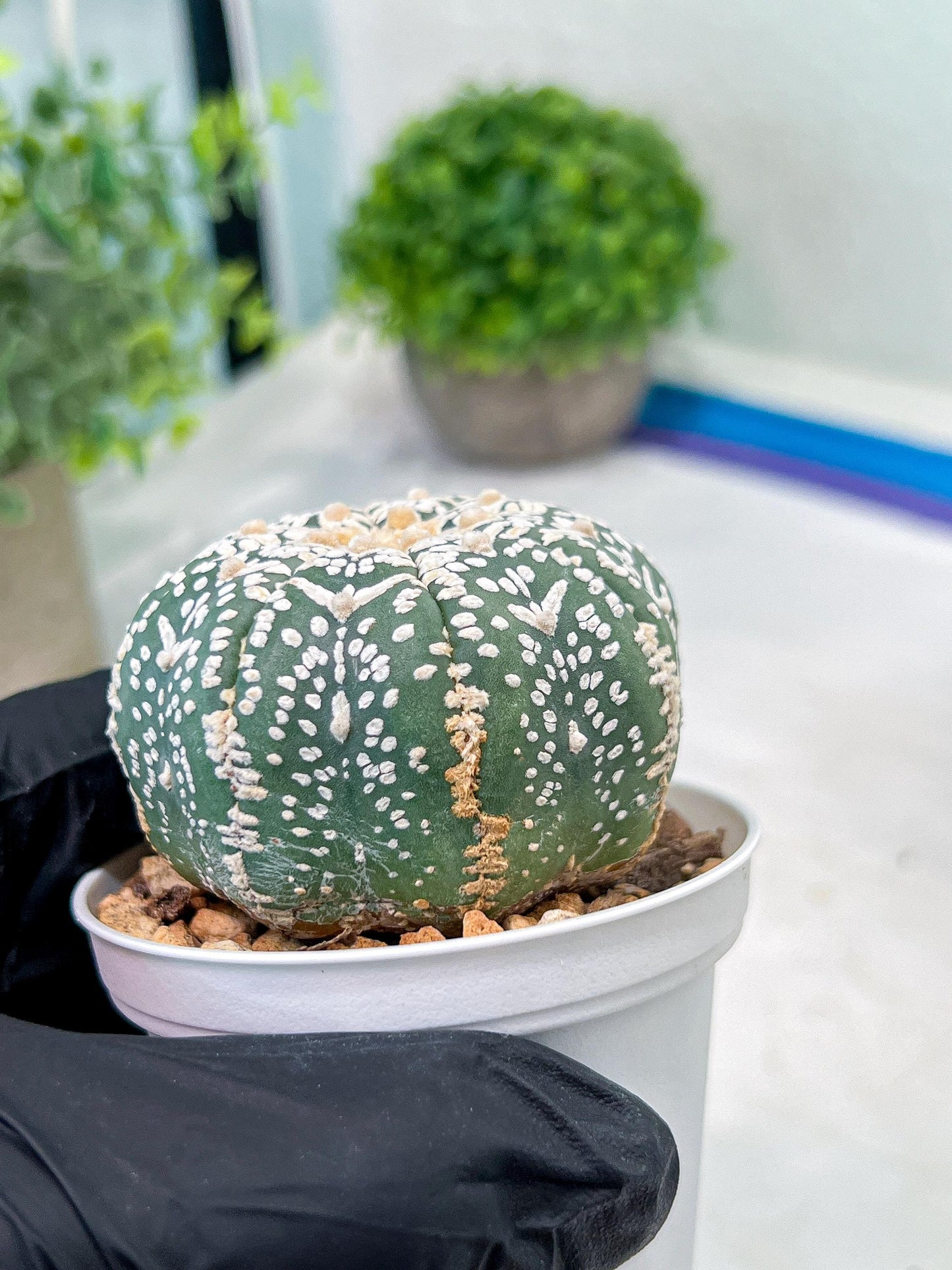 Custom Order- We’ll send you the exact live plant pictured (T3) (G6) | Ship from USA | 3" Pot