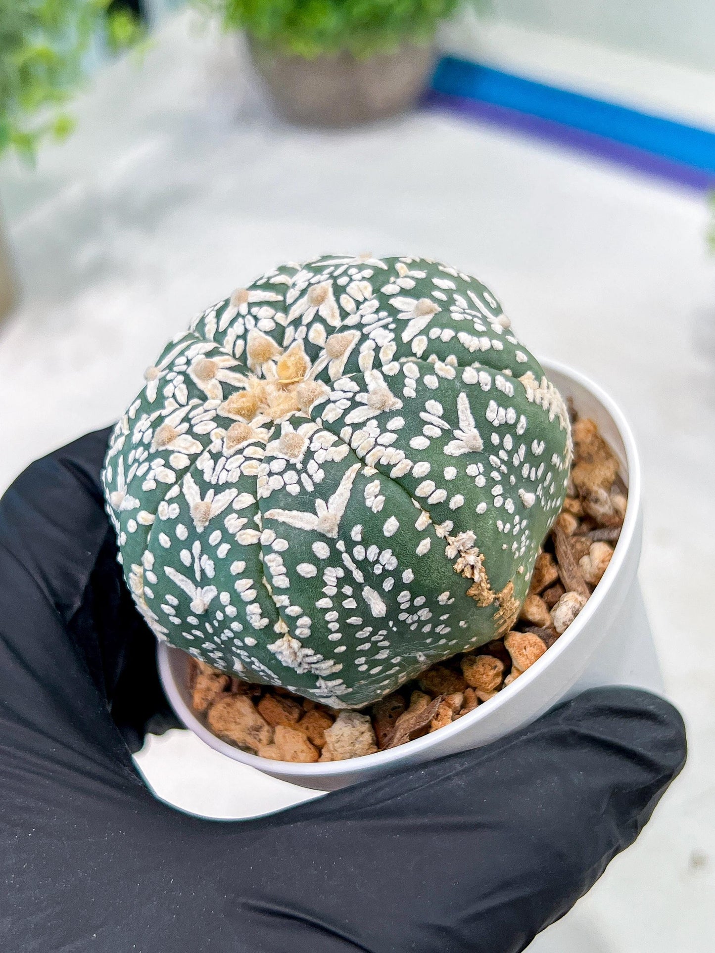 Custom Order- We’ll send you the exact live plant pictured (T3) (G6) | Ship from USA | 3" Pot
