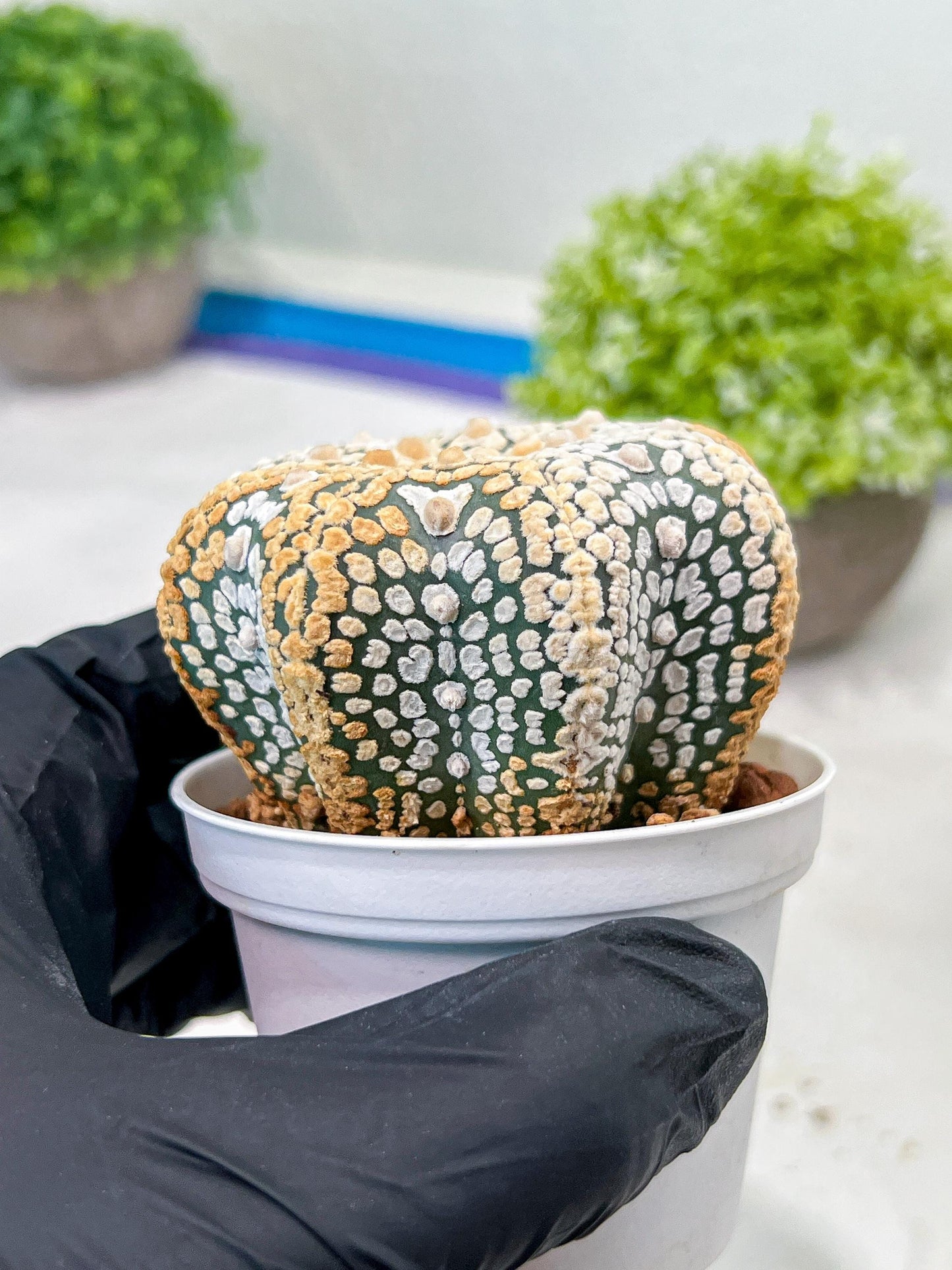 Custom Order- We’ll send you the exact live plant pictured (T3) (G7) | Las Vegas Seller | 3" Pot