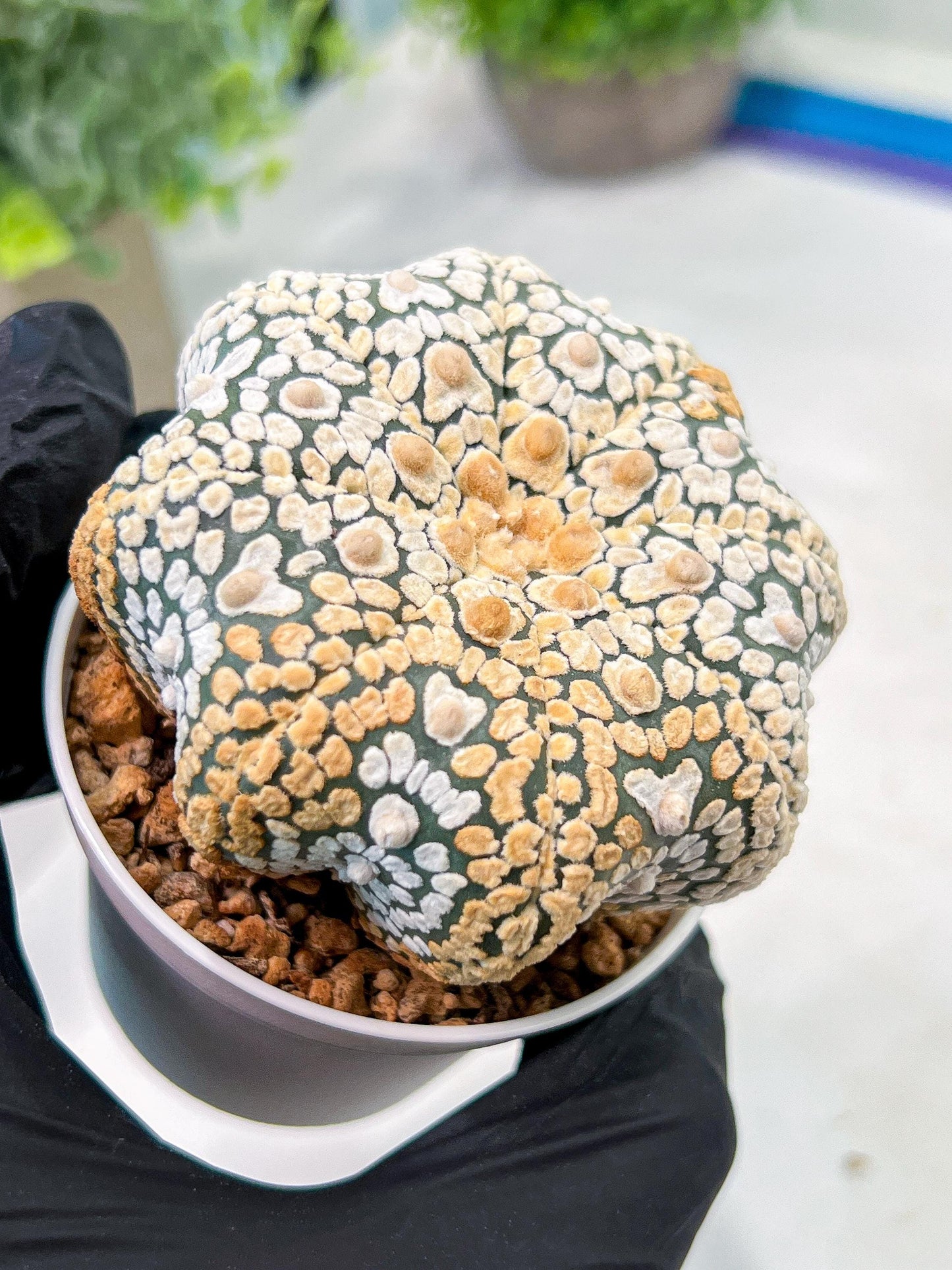 Custom Order- We’ll send you the exact live plant pictured (T3) (G7) | Las Vegas Seller | 3" Pot