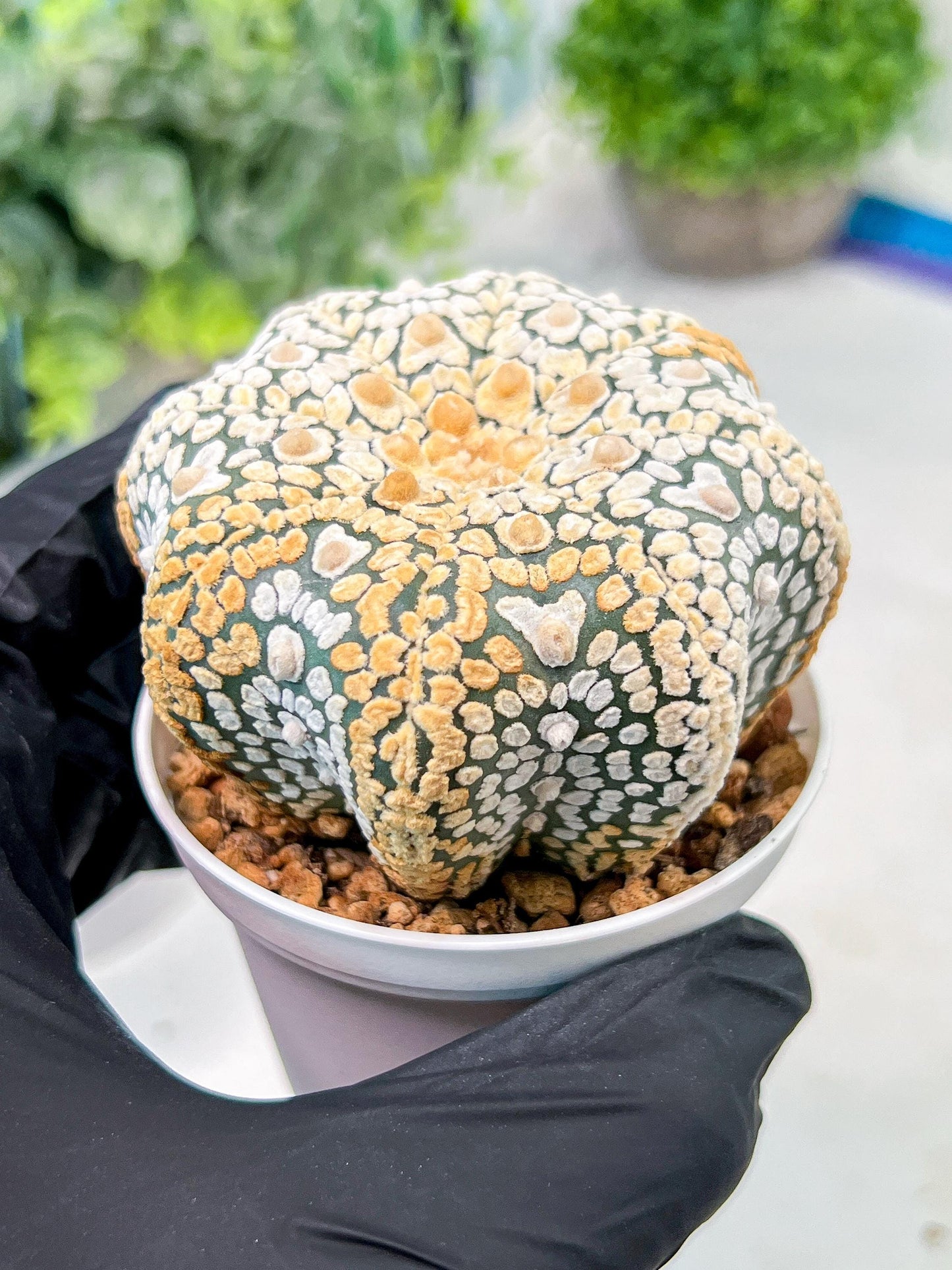 Custom Order- We’ll send you the exact live plant pictured (T3) (G7) | Las Vegas Seller | 3" Pot